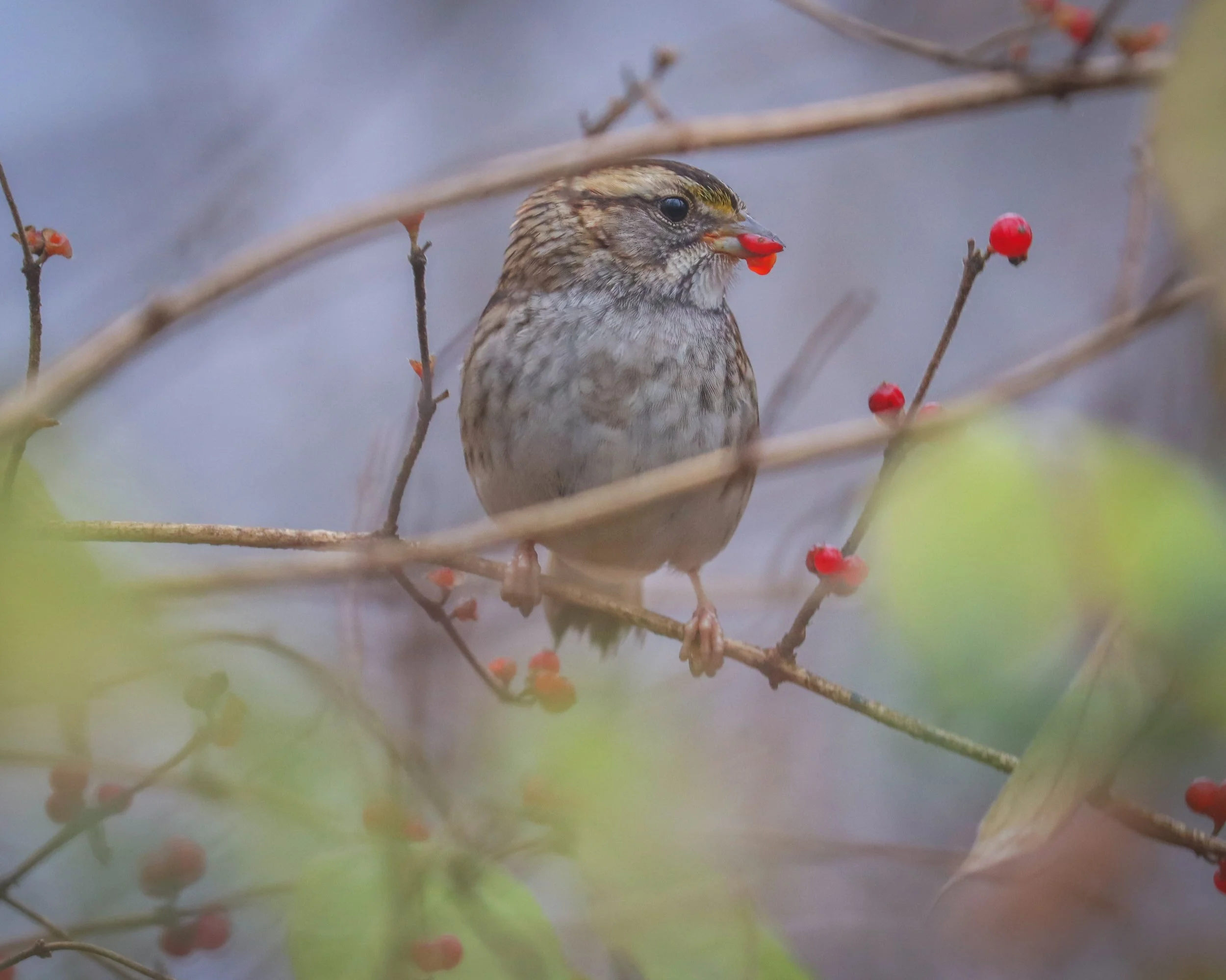 i love me berries.jpg