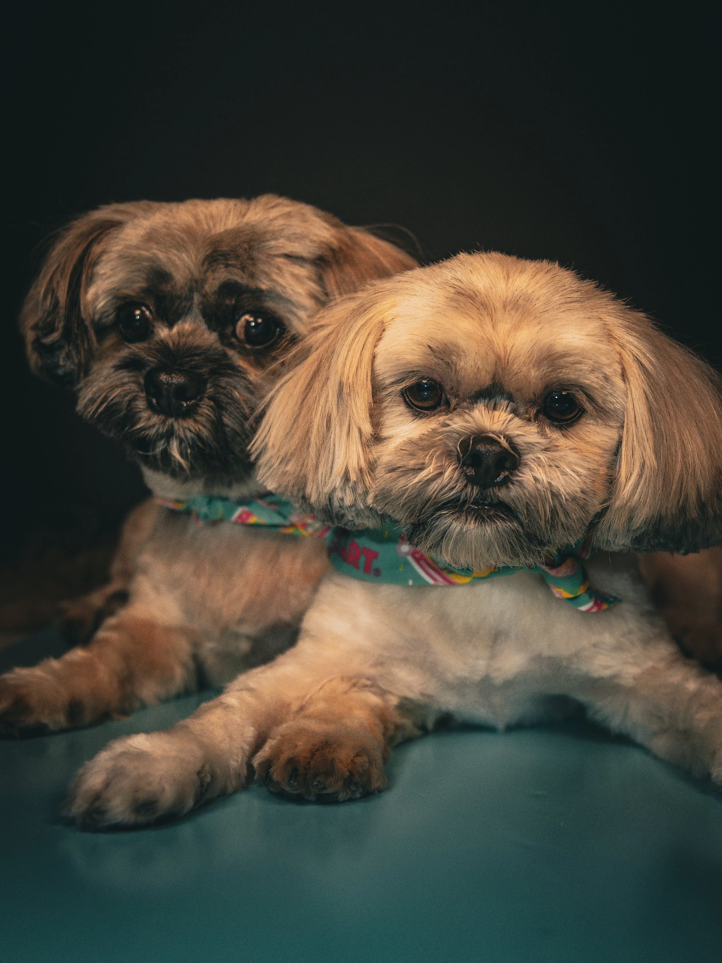 rosa de guadalupe.jpg