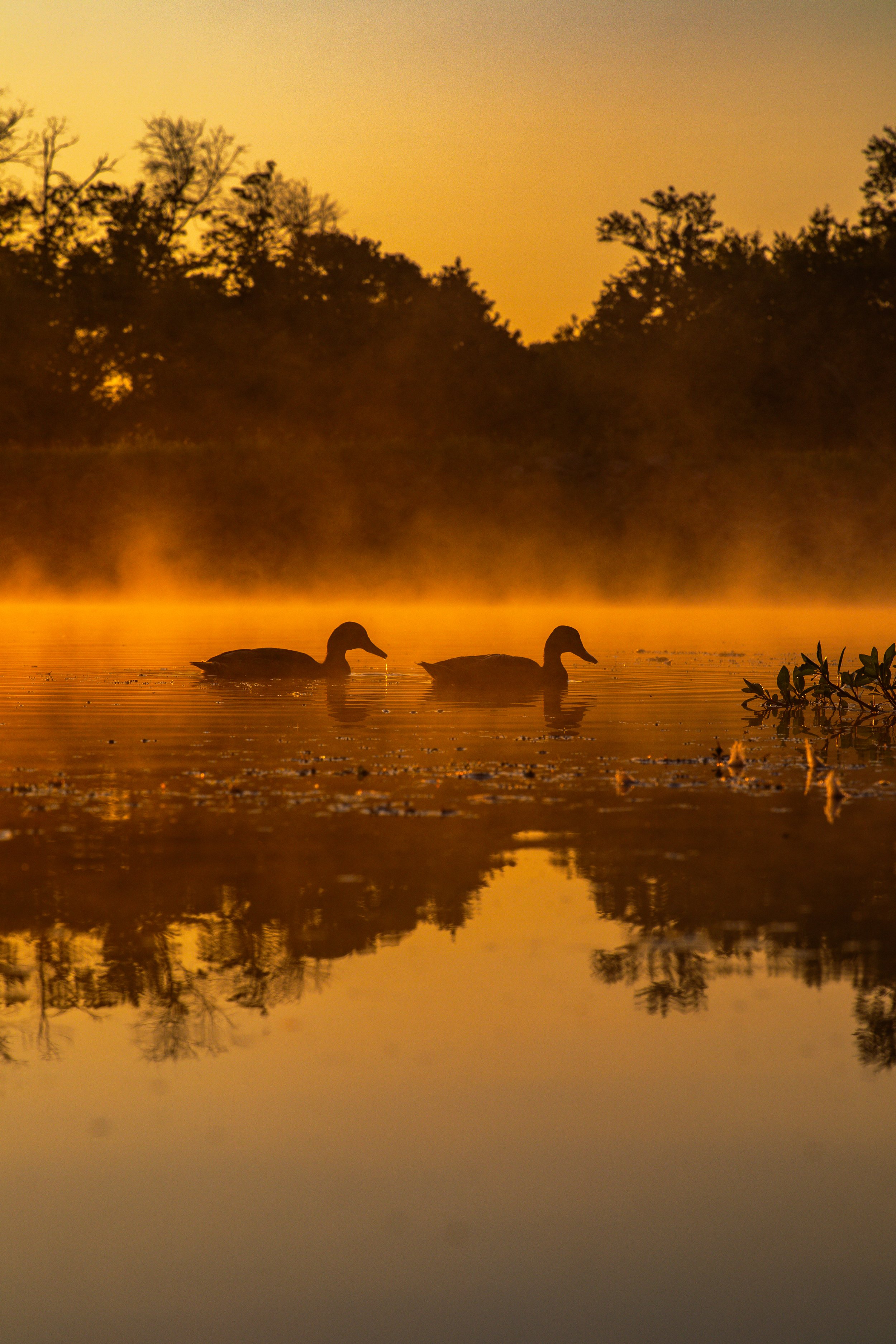 duck sunrise 2.jpg