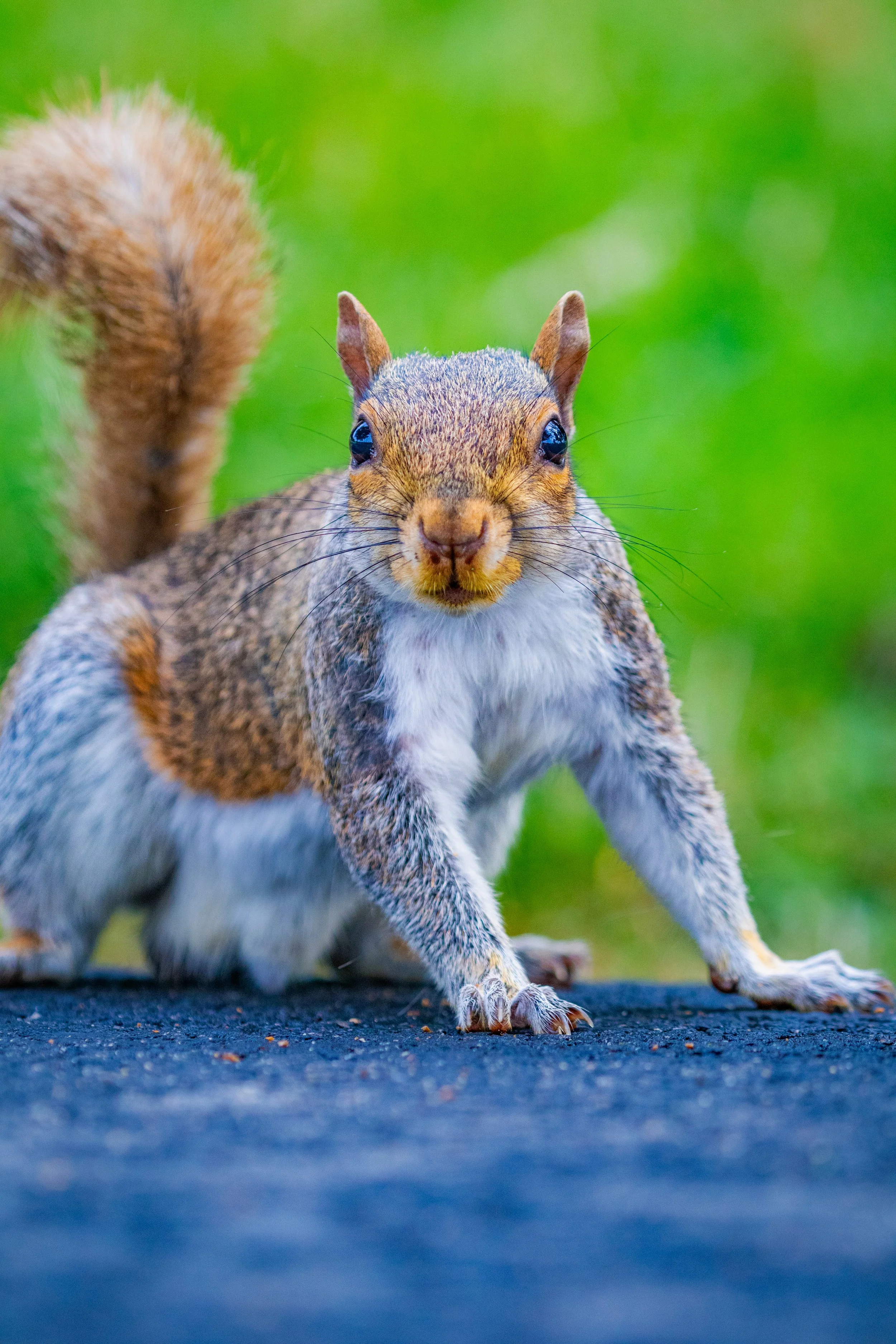 staredown pt 2 go.jpg