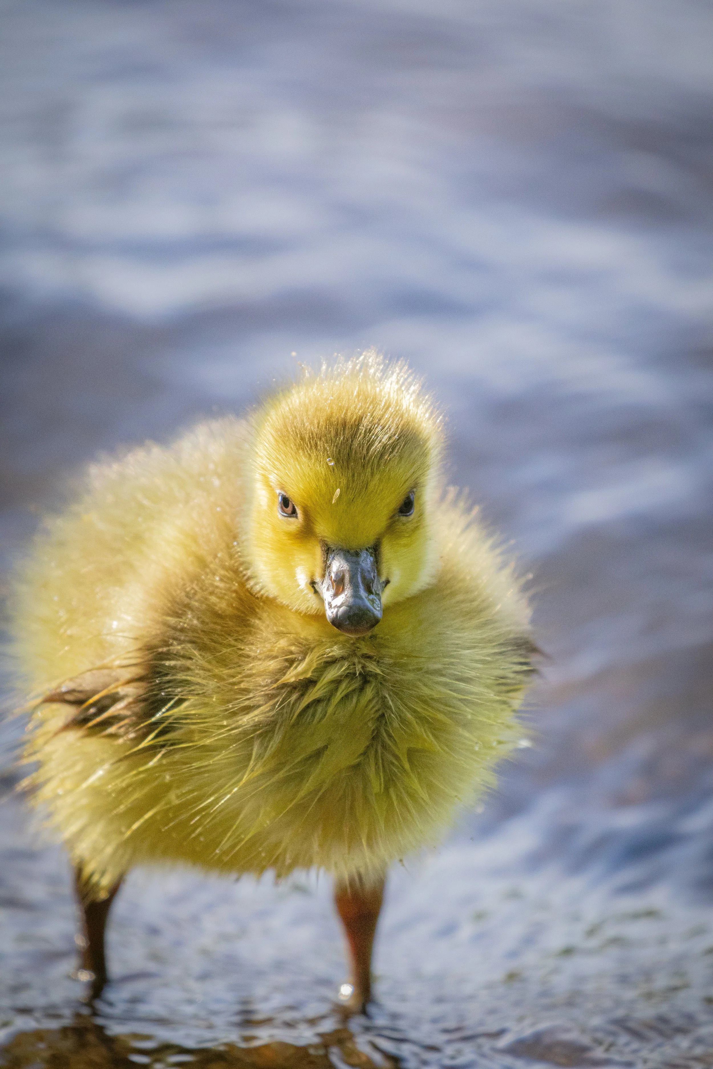 dwa ducky with attitude.jpg