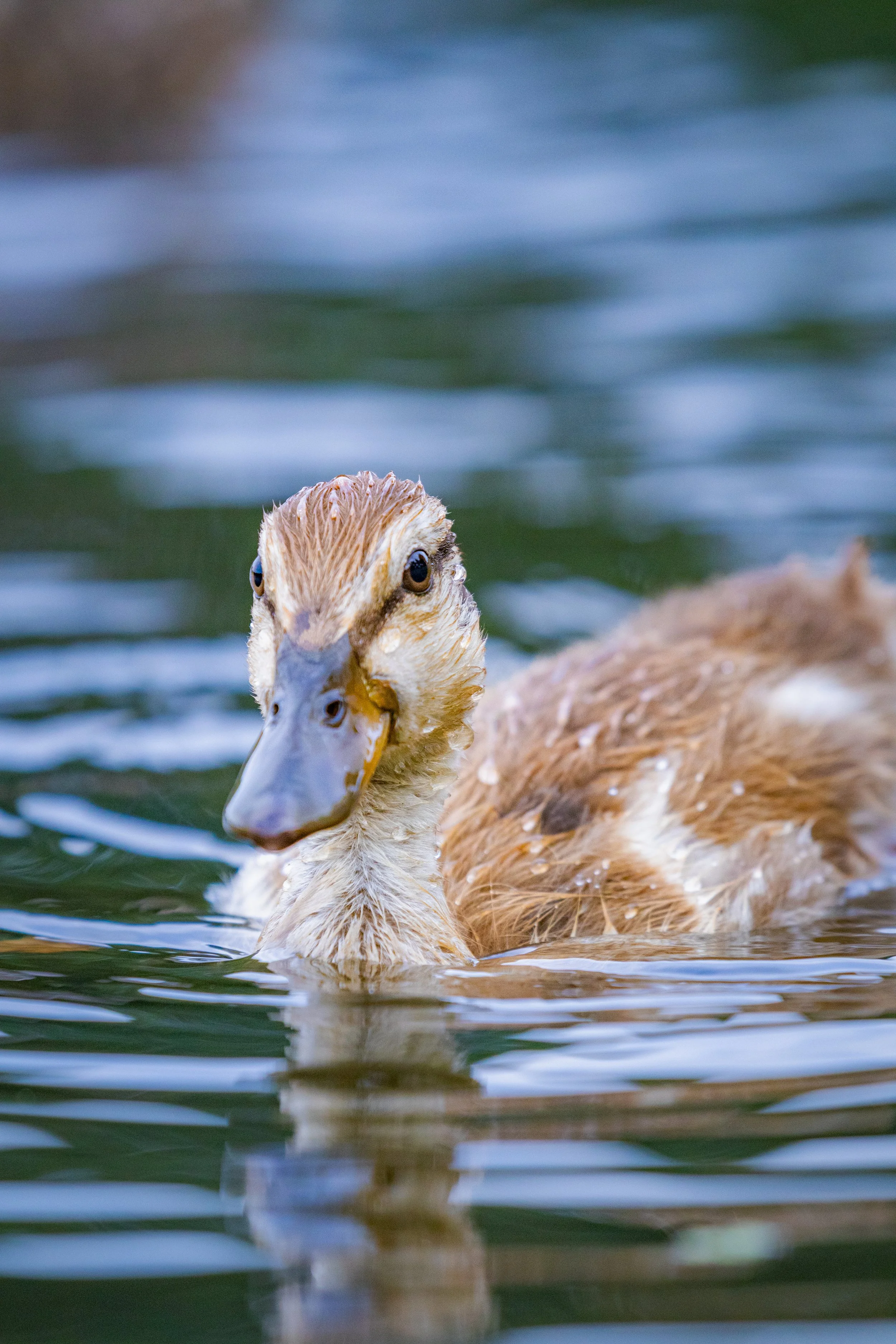 just gliding through.jpg