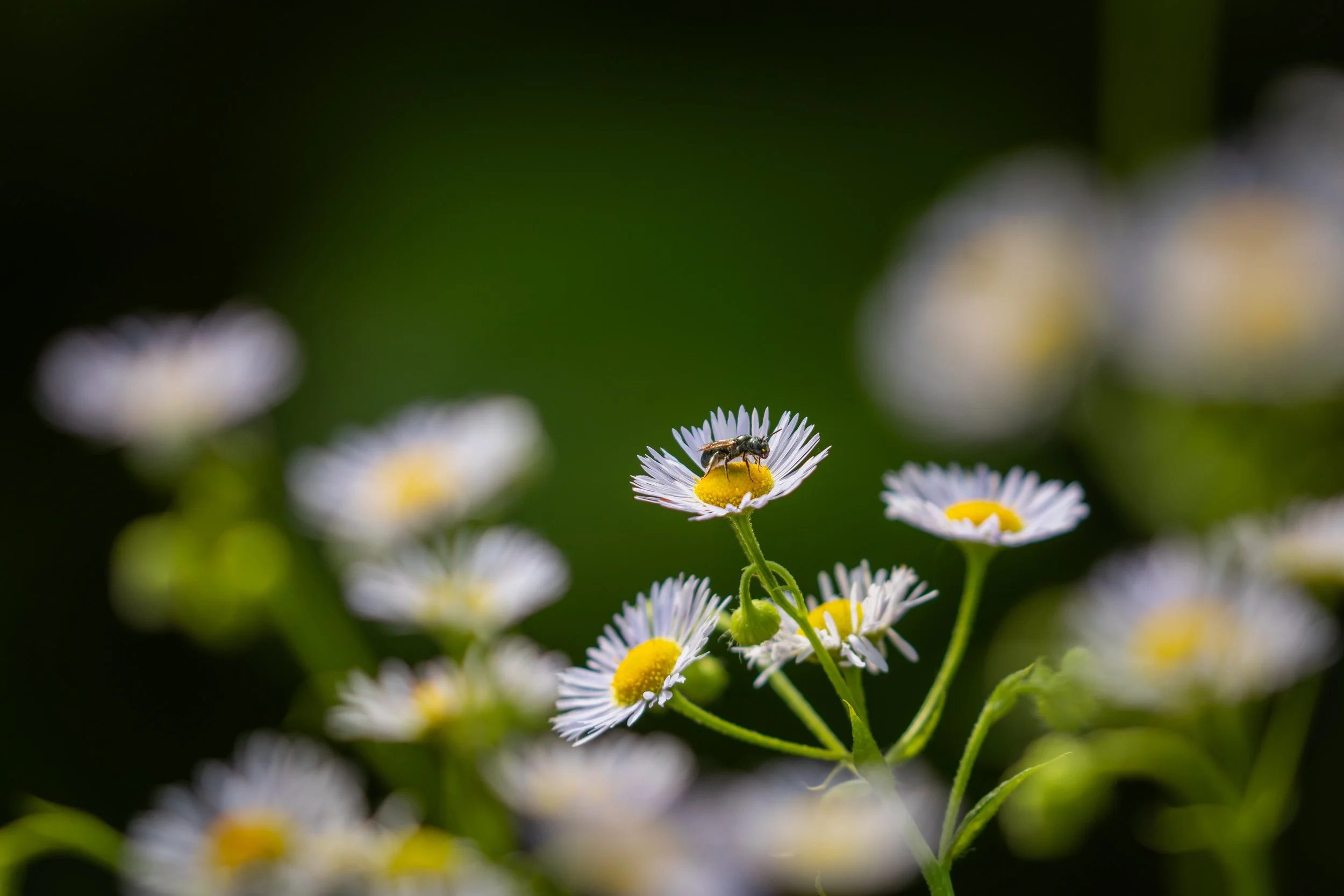 Flowers needs watermark 9.jpg