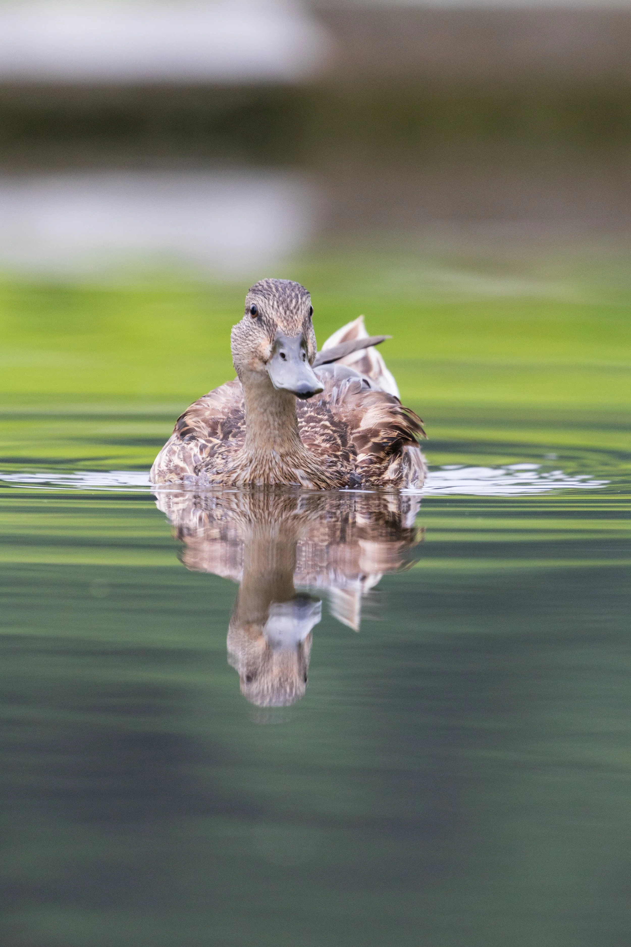 just smile and wave.jpg