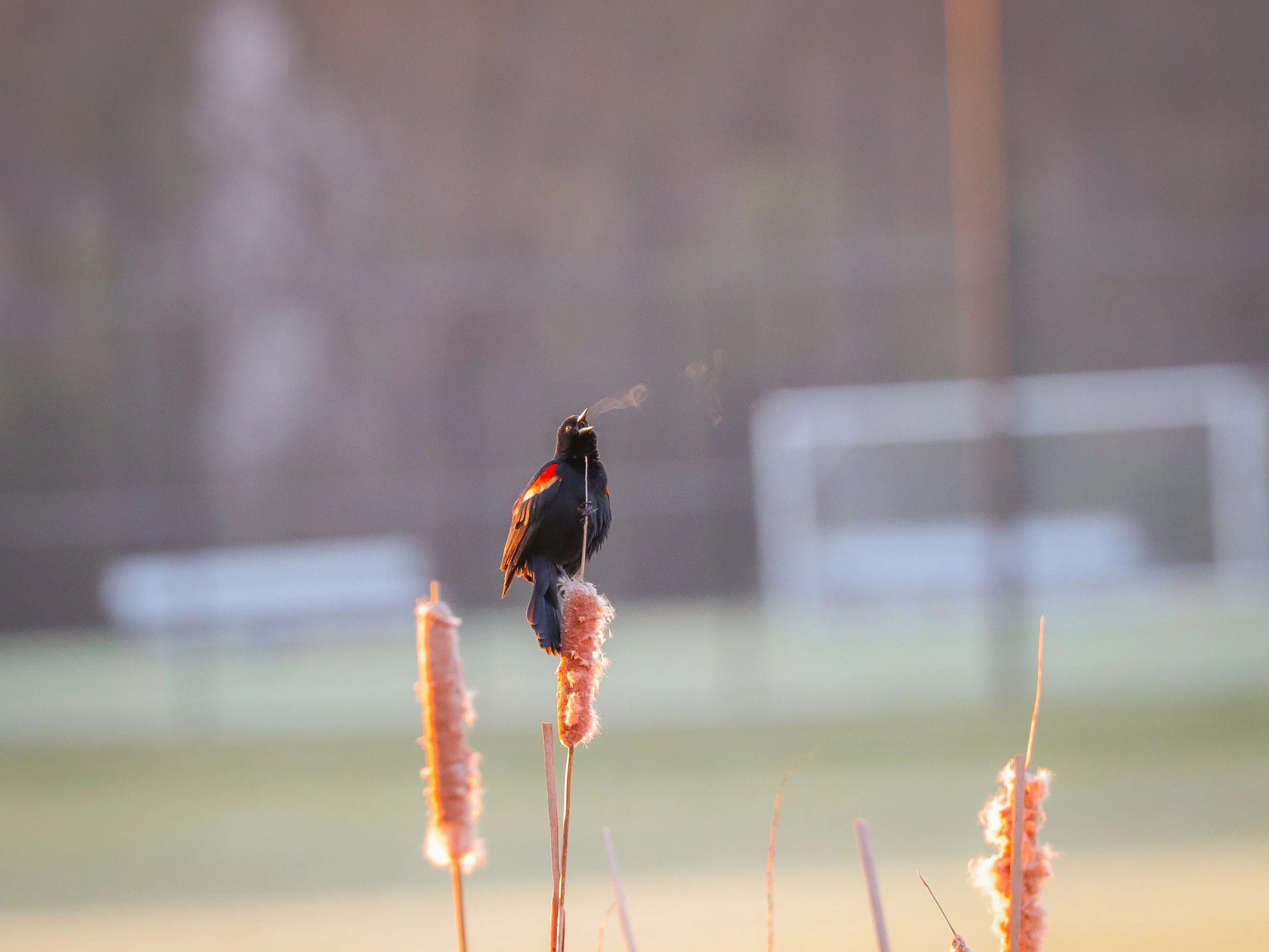 red birdy breath-2.jpg