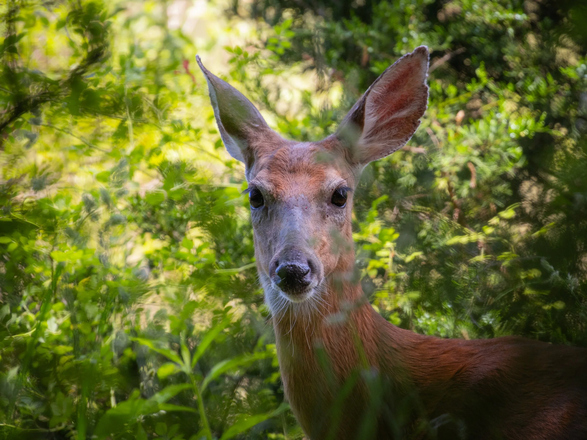 white tailed deer through the brush.jpg