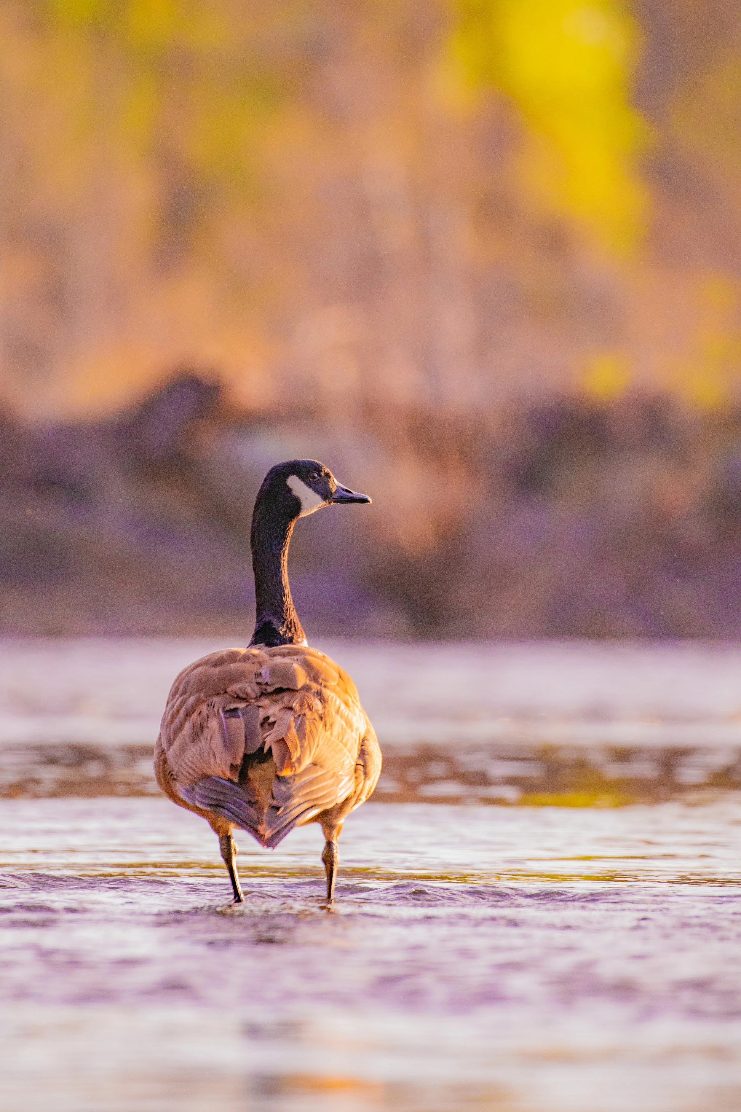 canada goose-2.jpg