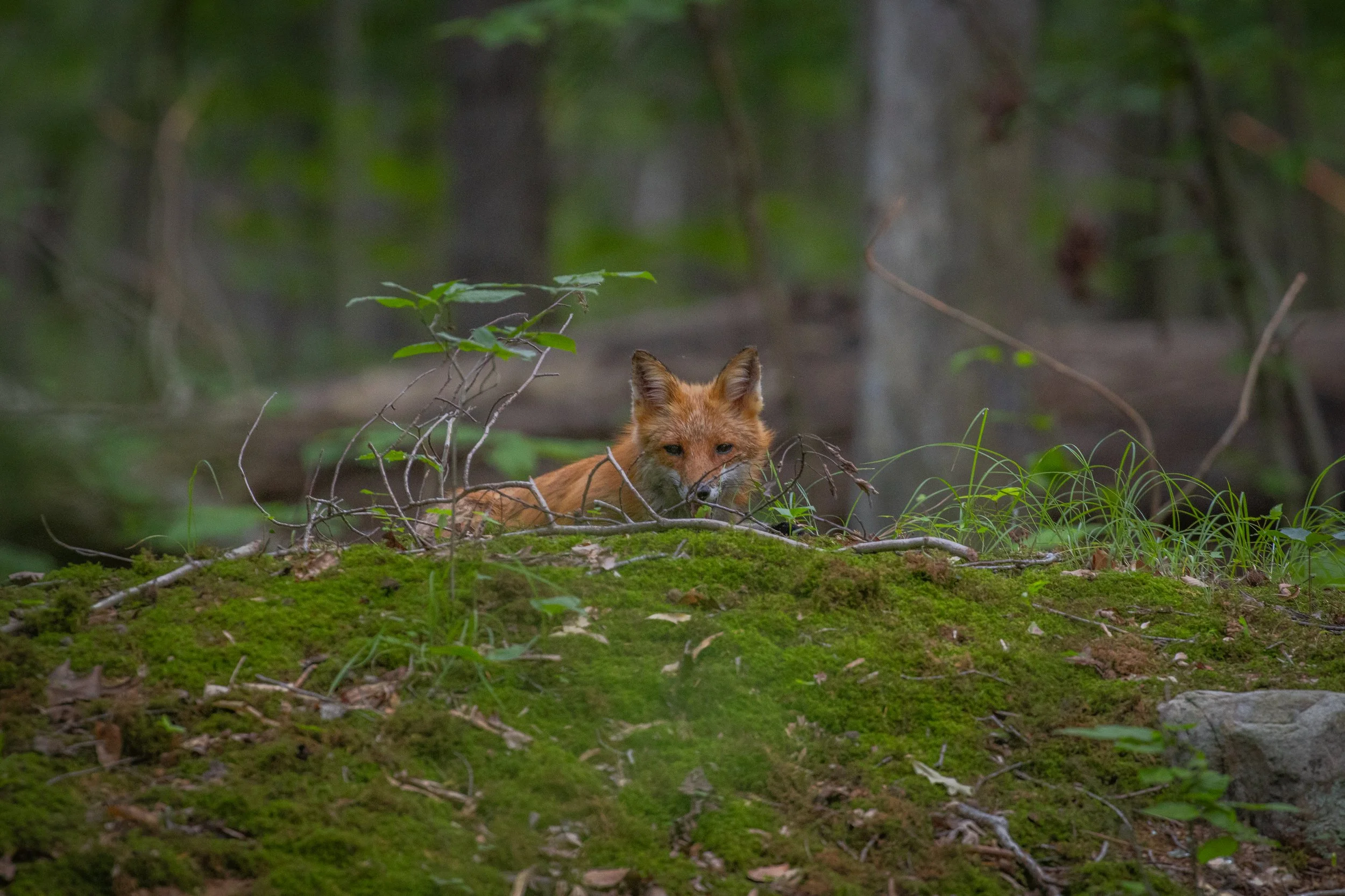 Looking at me with branches.jpg