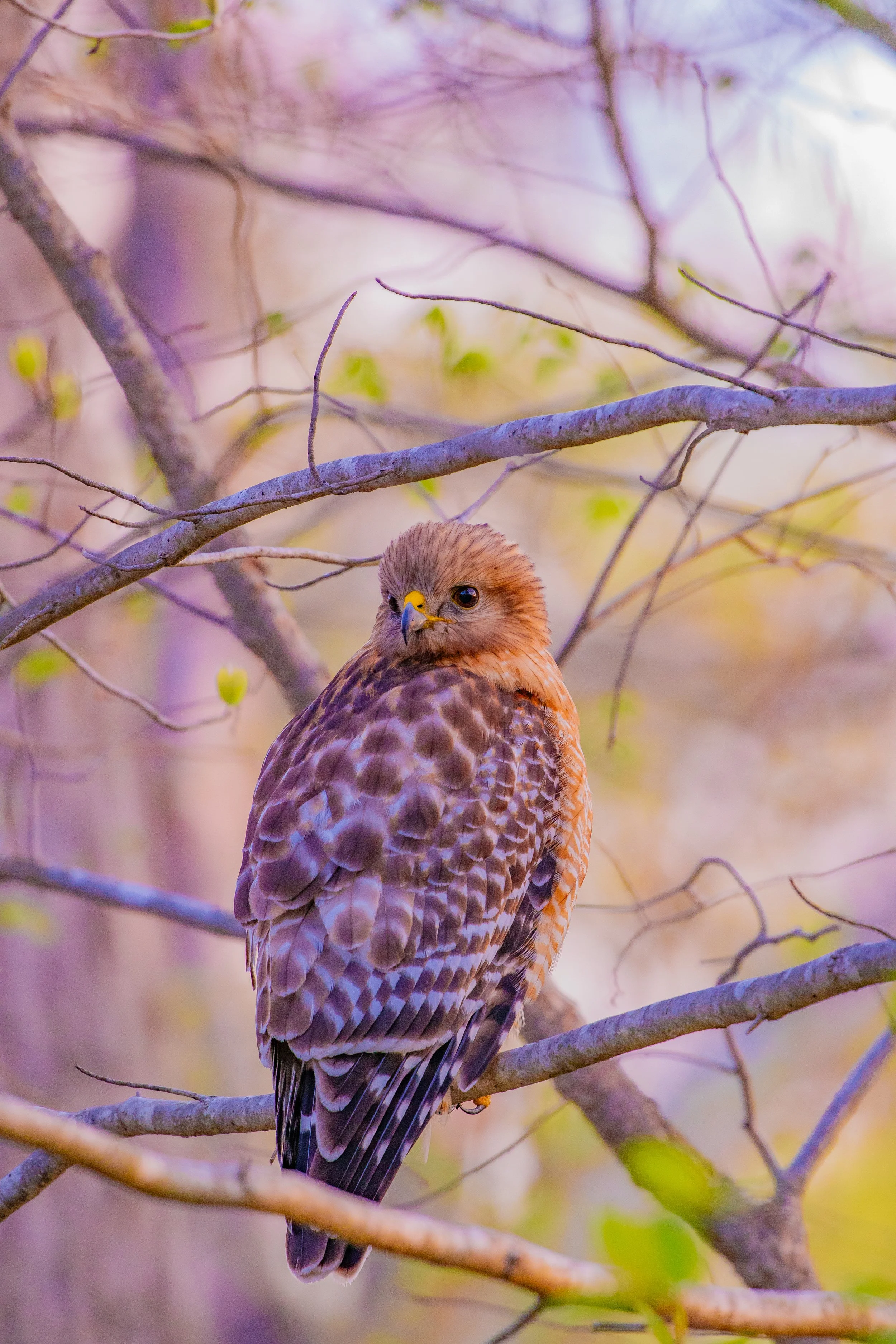 red shouldered hawk.jpg