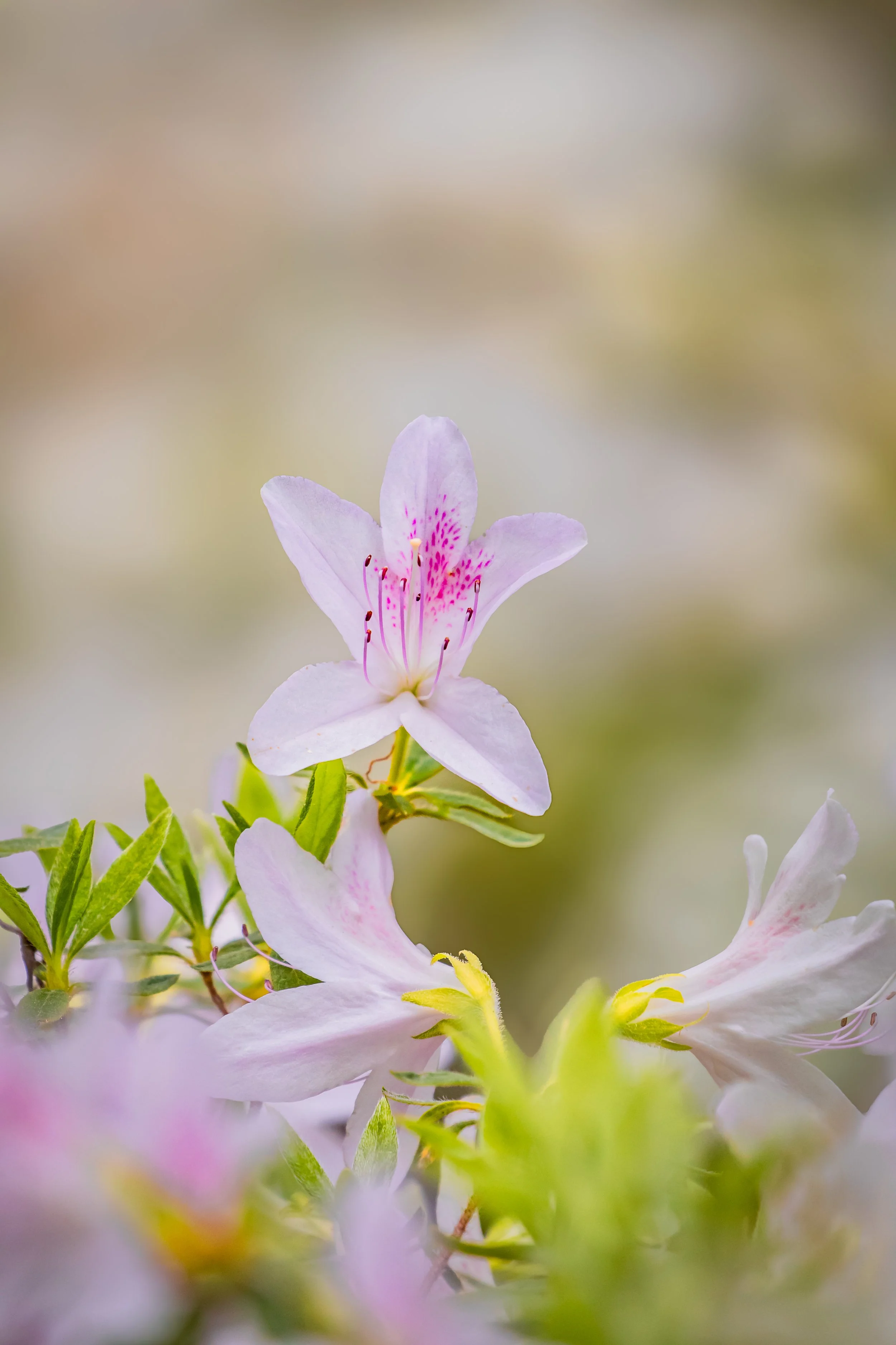 white azalea.jpg