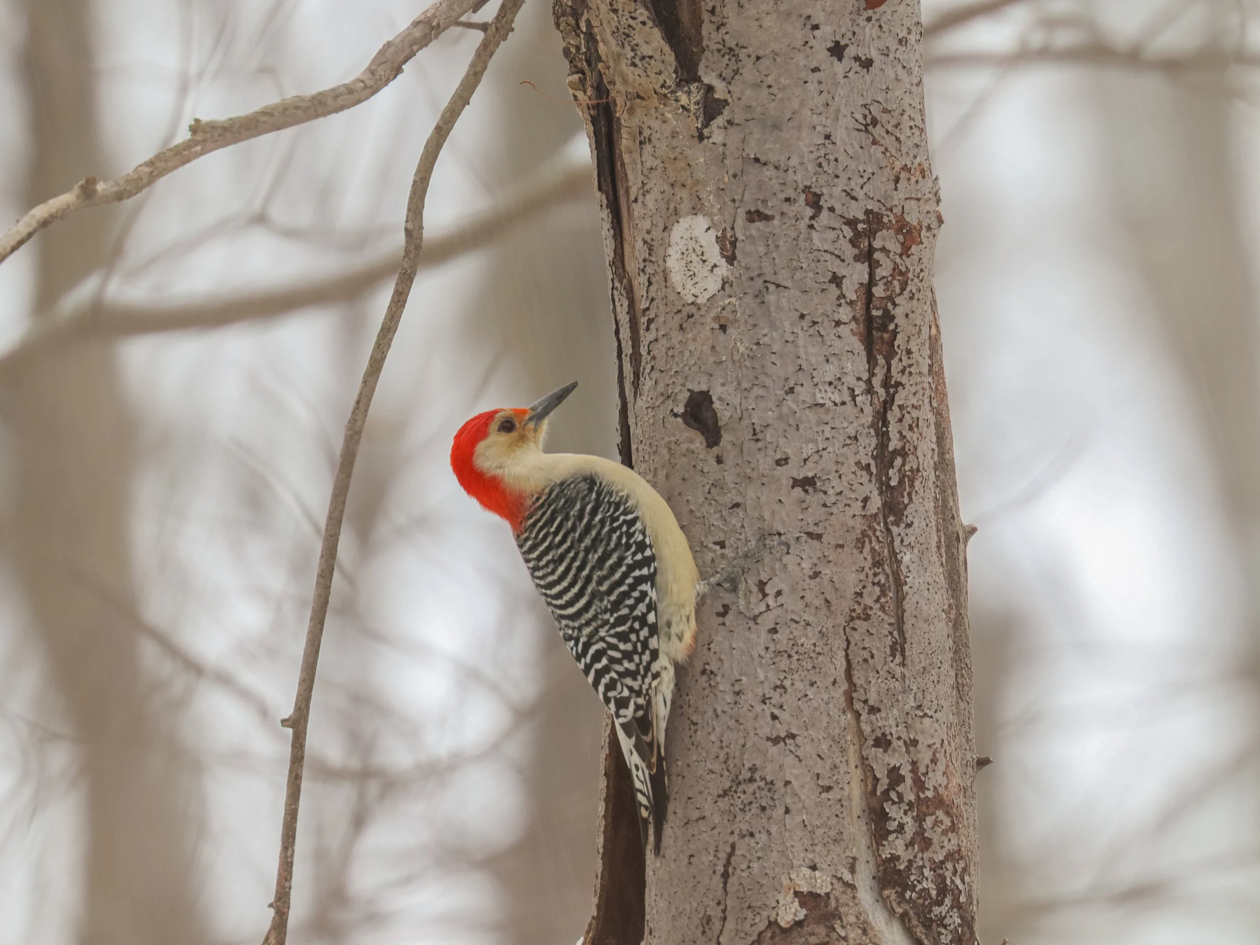 not so wood pecky.jpg