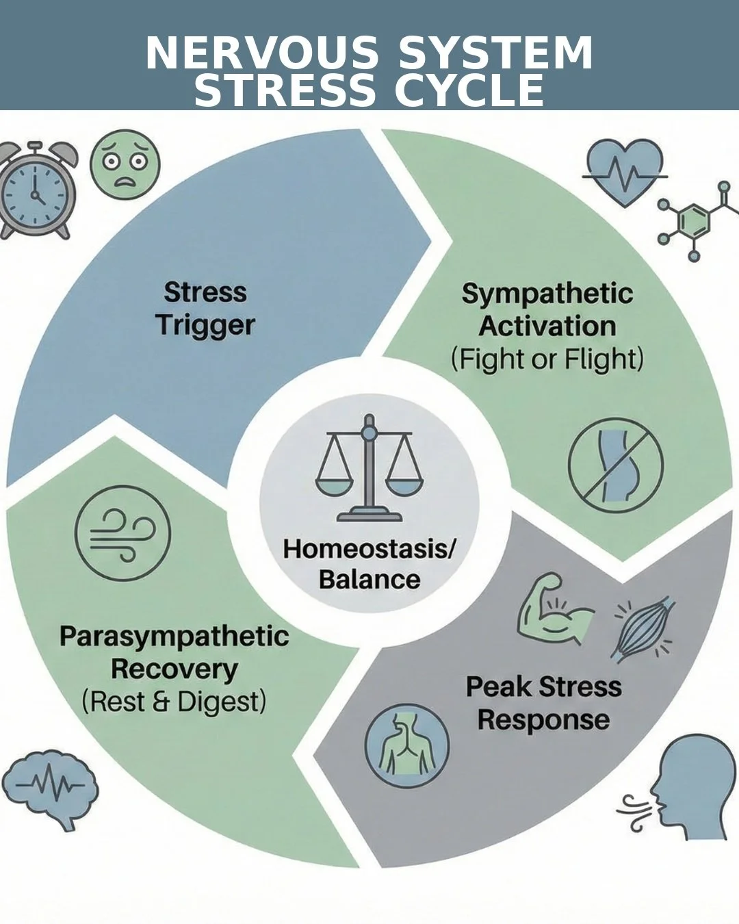 Your body didn&rsquo;t suddenly change in midlife.
Your capacity finally did.

For decades, many women run on resilience alone.
They carry stress, responsibility, emotional labor, and pressure quietly.

The body adapts.
It tightens.
It conserves.
It 