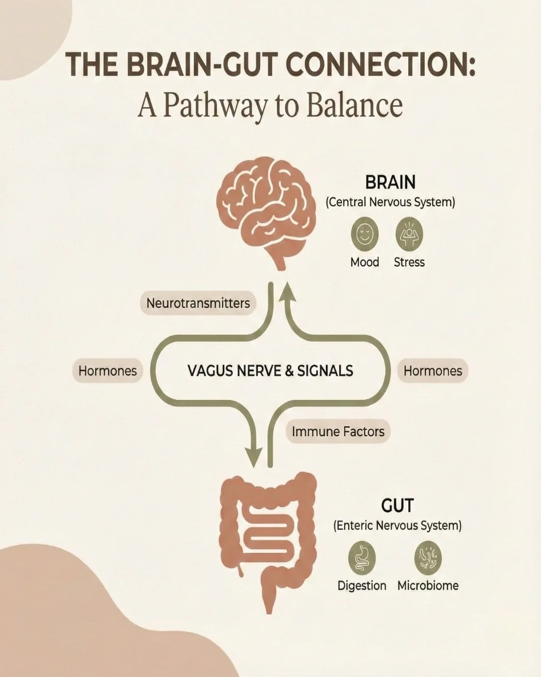 The gut listens to stress.

Digestion slows when the body is braced.
Absorption changes.
Inflammation increases.

Gut symptoms often improve when the nervous system settles.

Healing doesn&rsquo;t always start in the gut.
Sometimes it starts with saf