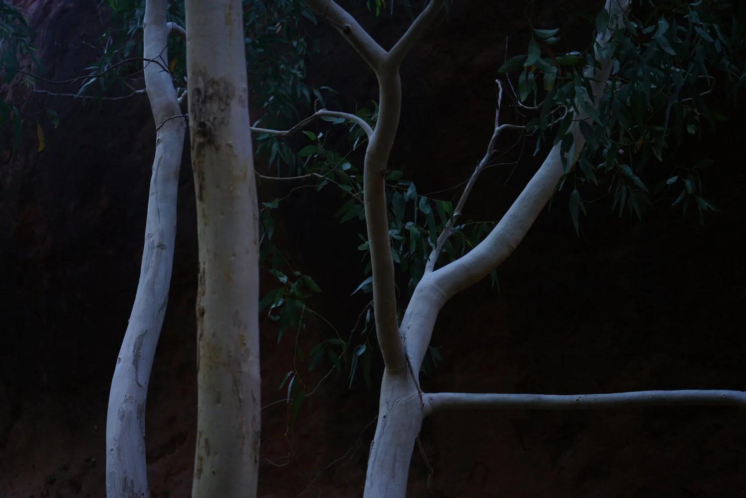 A pale tree in the forest