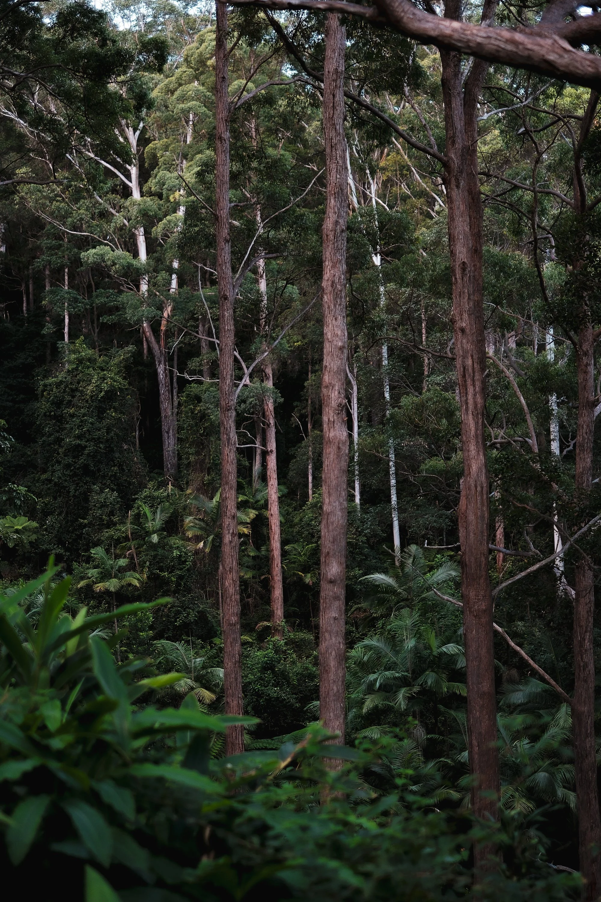Tall eucalyptus forest at the retreat