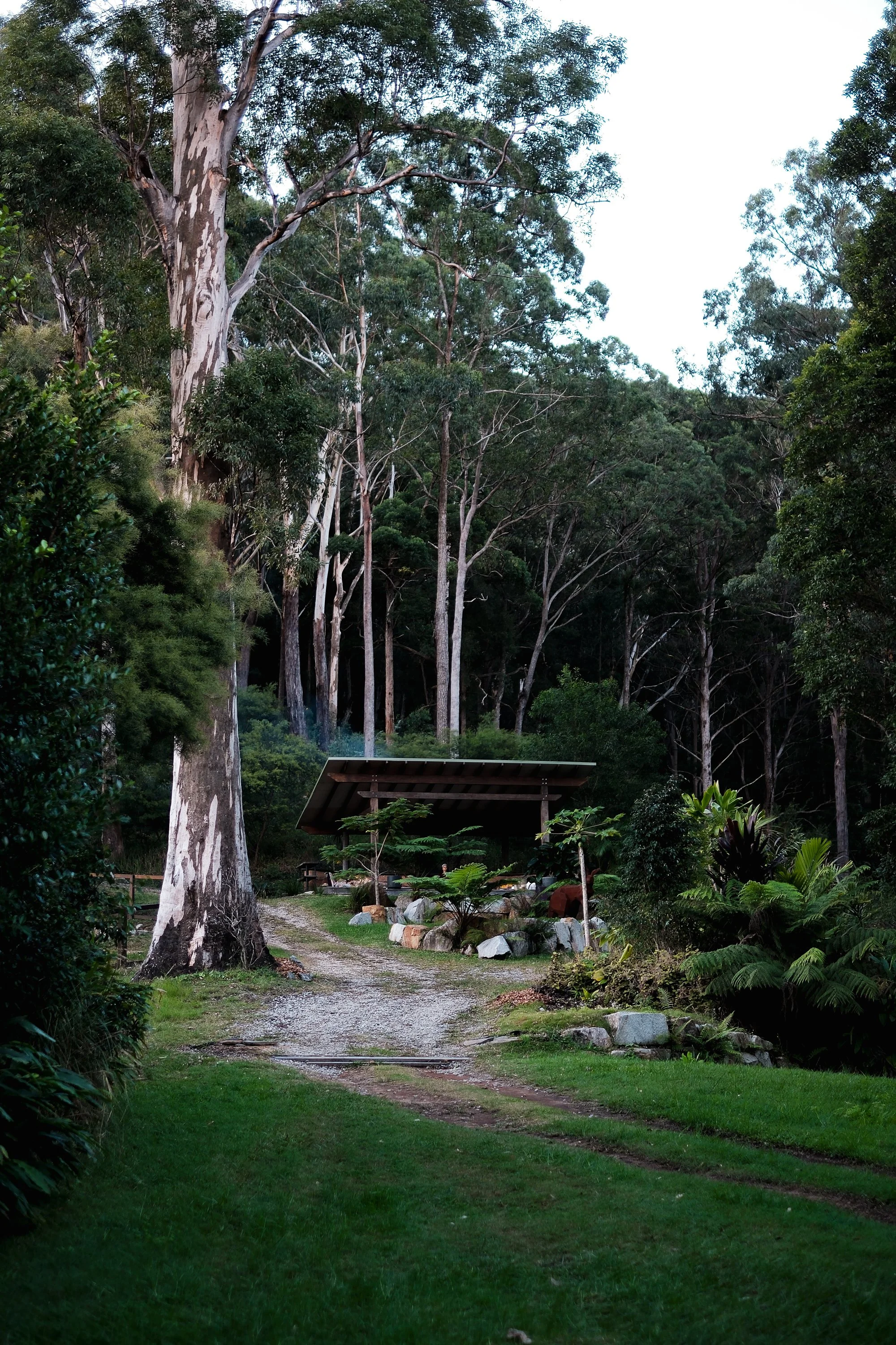 Path to the retreat house among tall gum trees