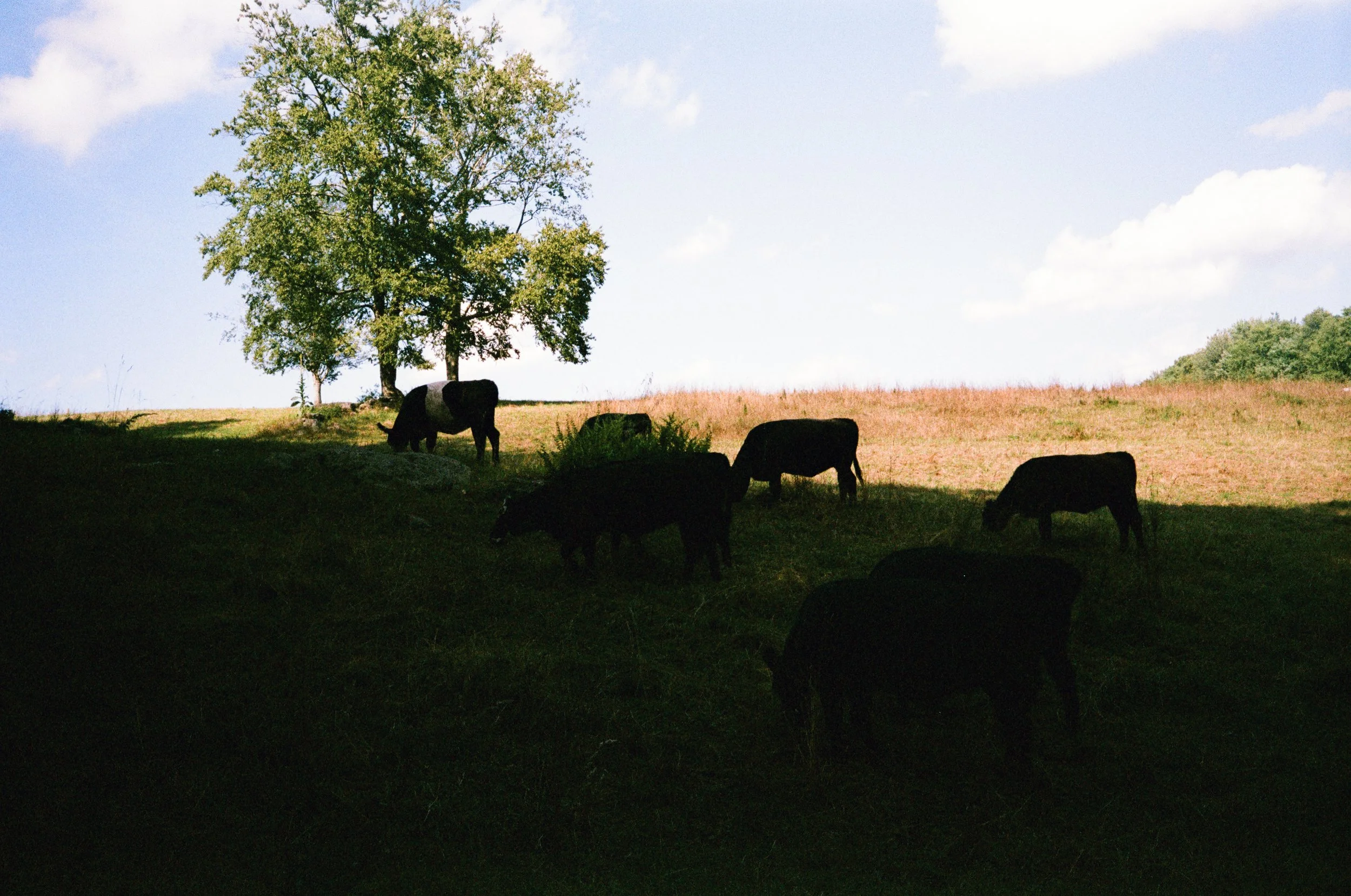 Cows 1.jpg