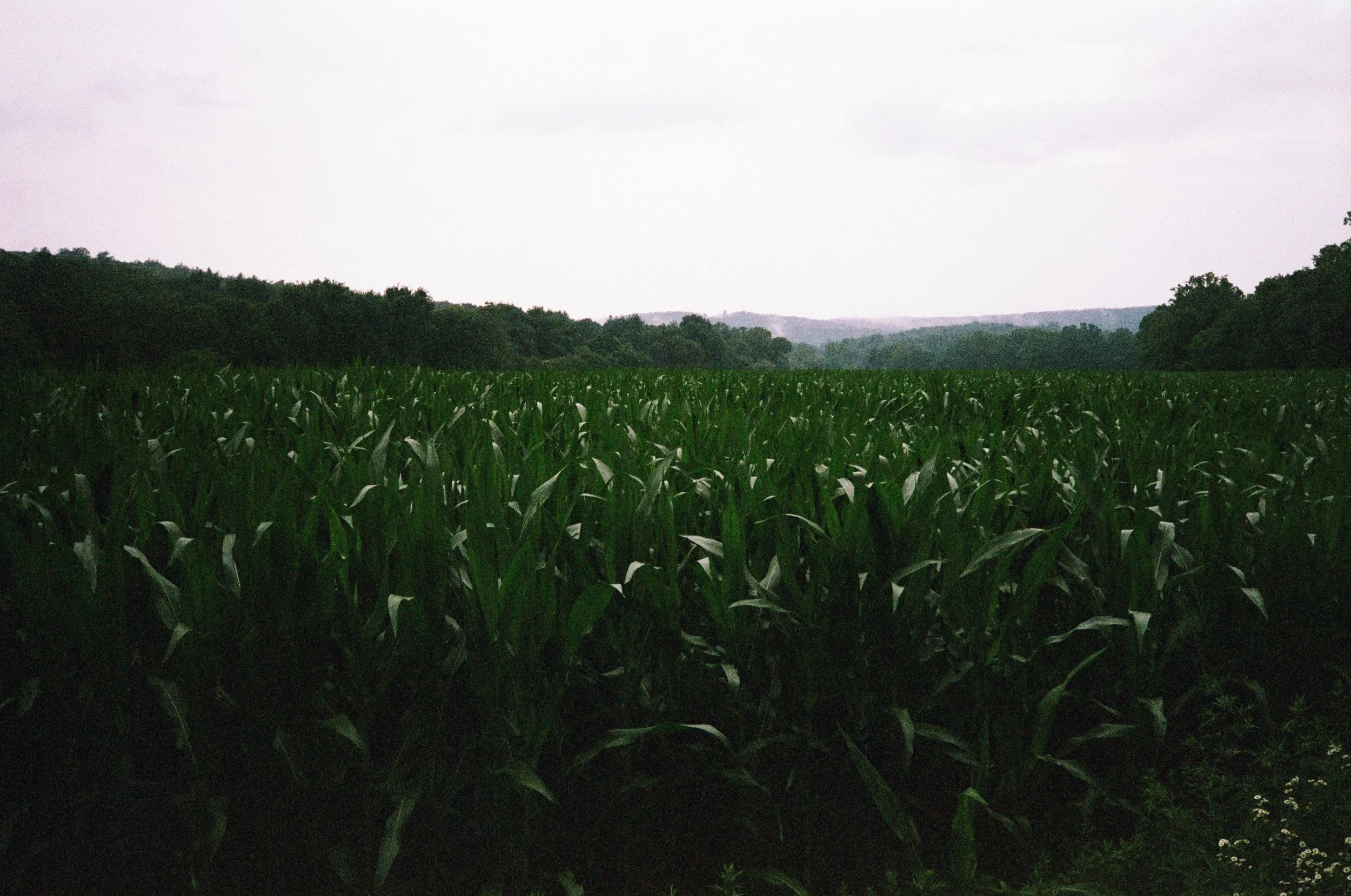 Corn Field 1.jpg