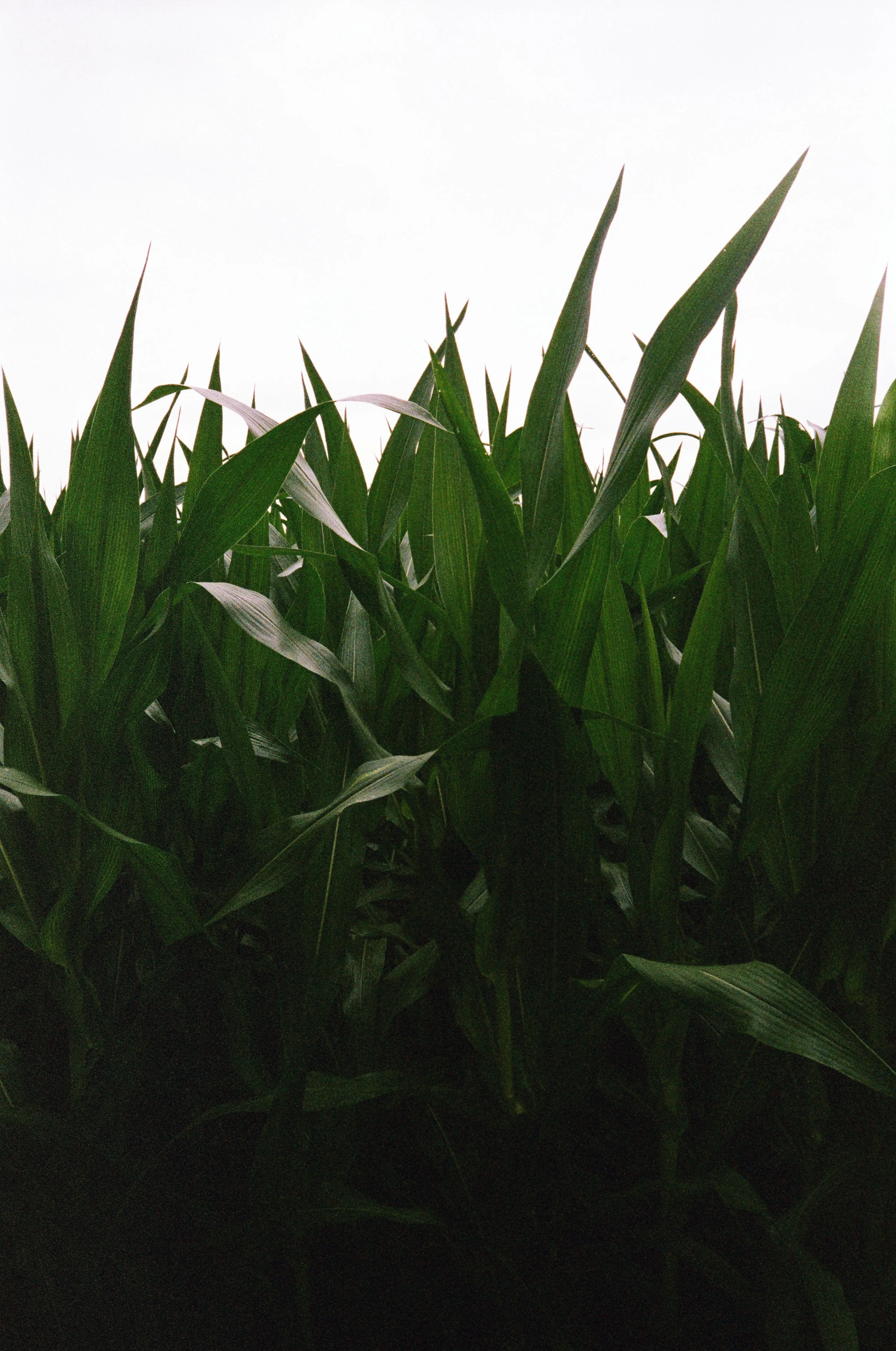 Nice Corn.jpg