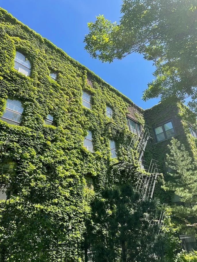 Ivy Building.jpg
