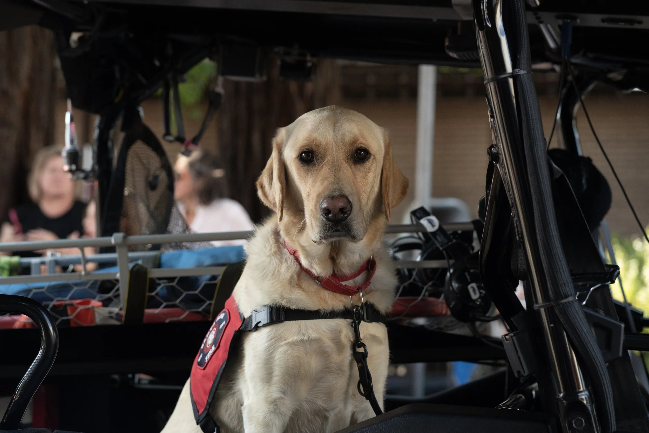 May 2025 - The Santa Rosa Fire Department's Labrador makes his way through Santa Rosa's annual Rose Parade on May 17, 2025. Coverage for The Press Democrat.