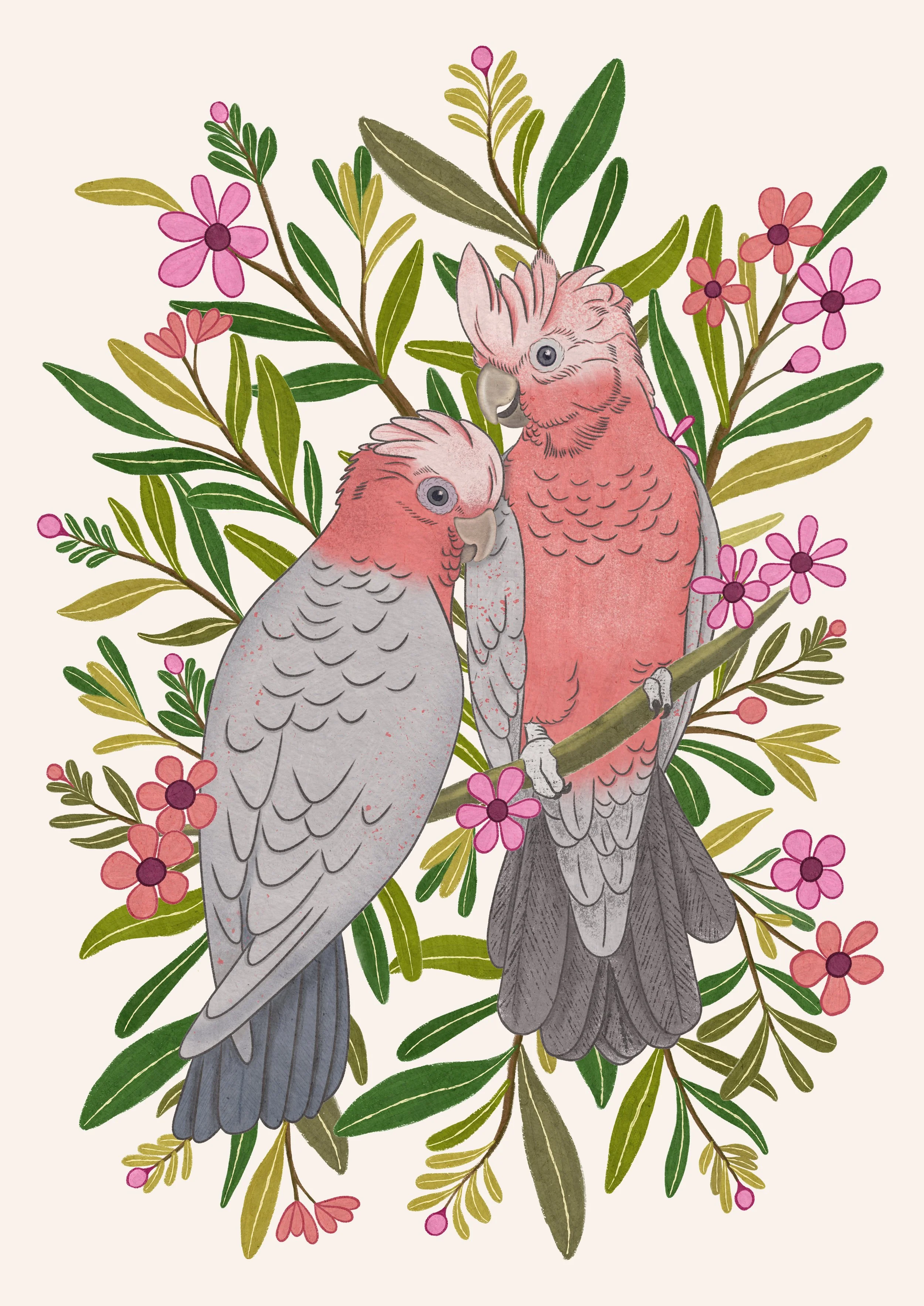 TwoGalahs.jpg