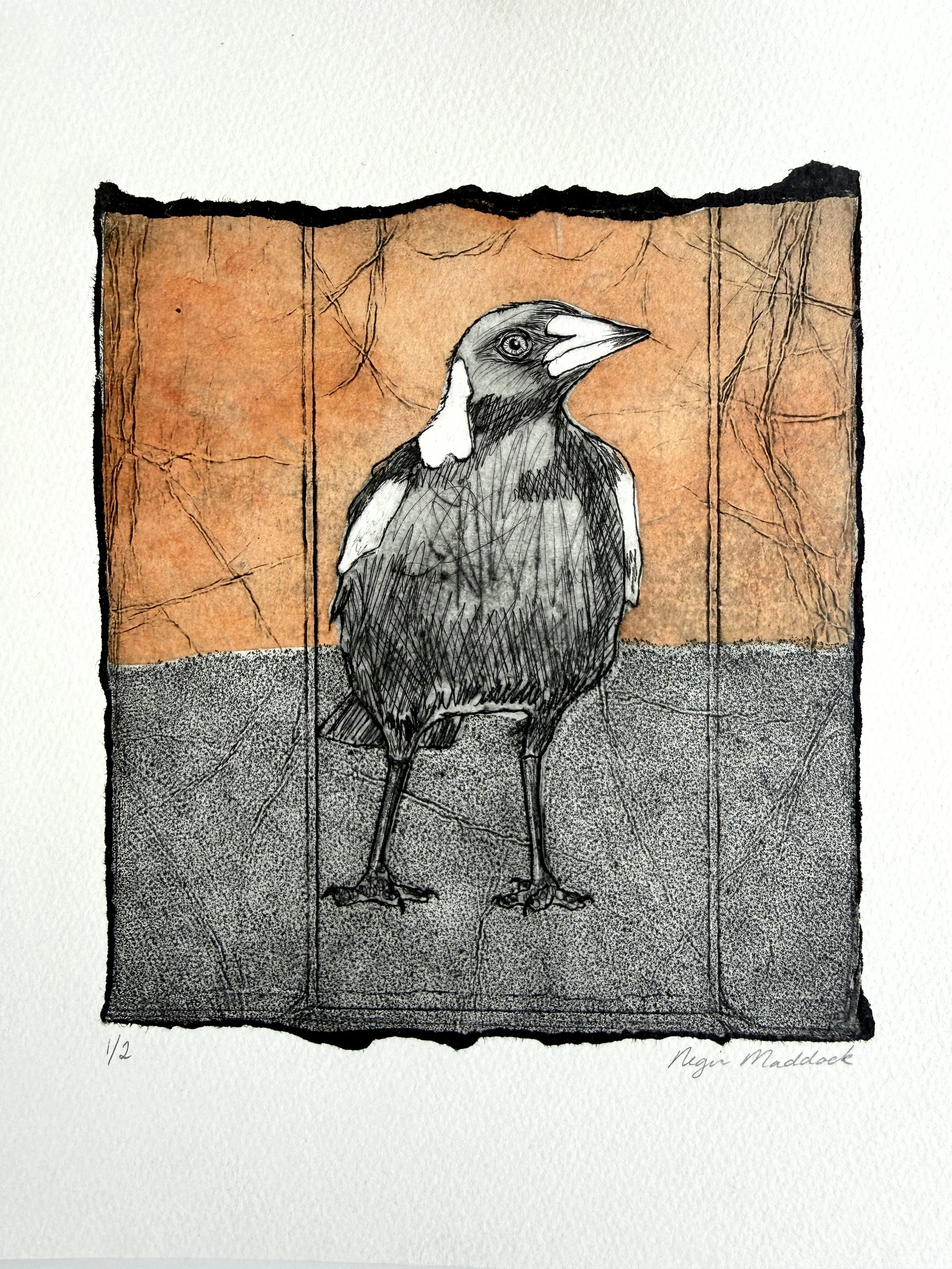 MagpieStudy_3.jpg
