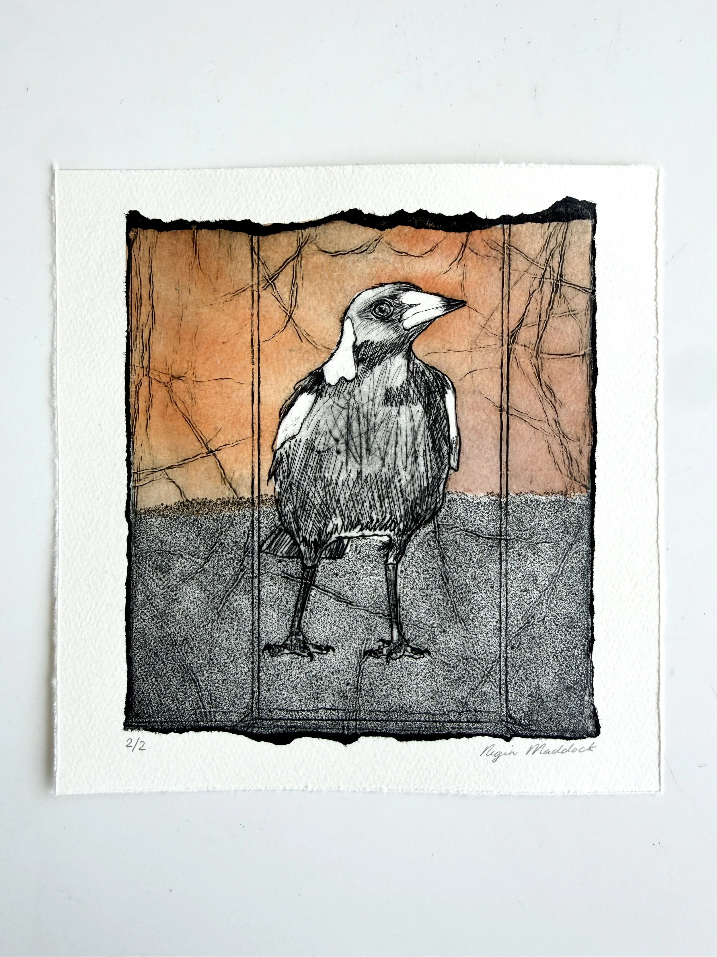 MagpieStudy_4.jpg