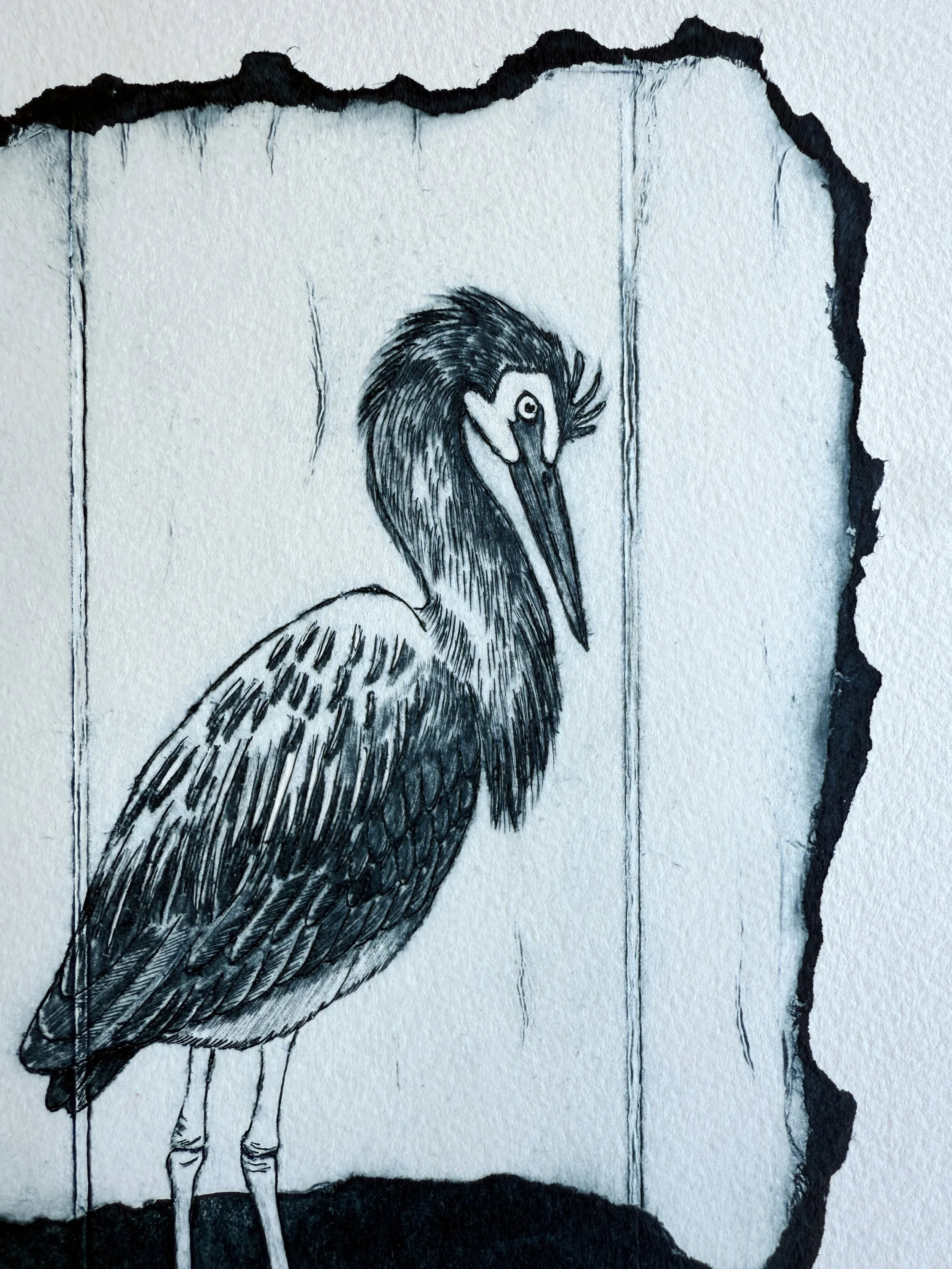 White_Faced_Heron_Print_3.jpg