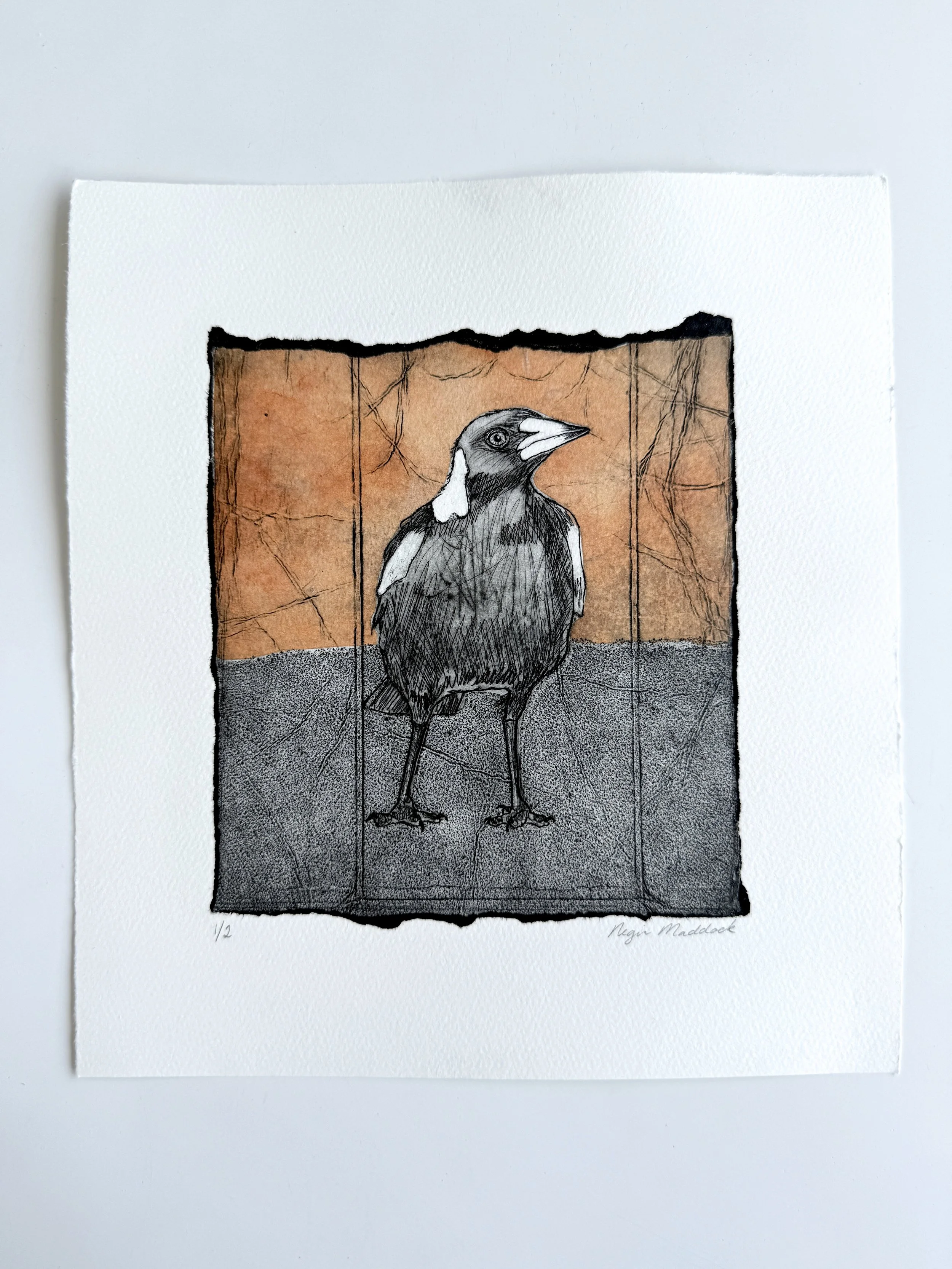 MagpieStudy_1.jpg