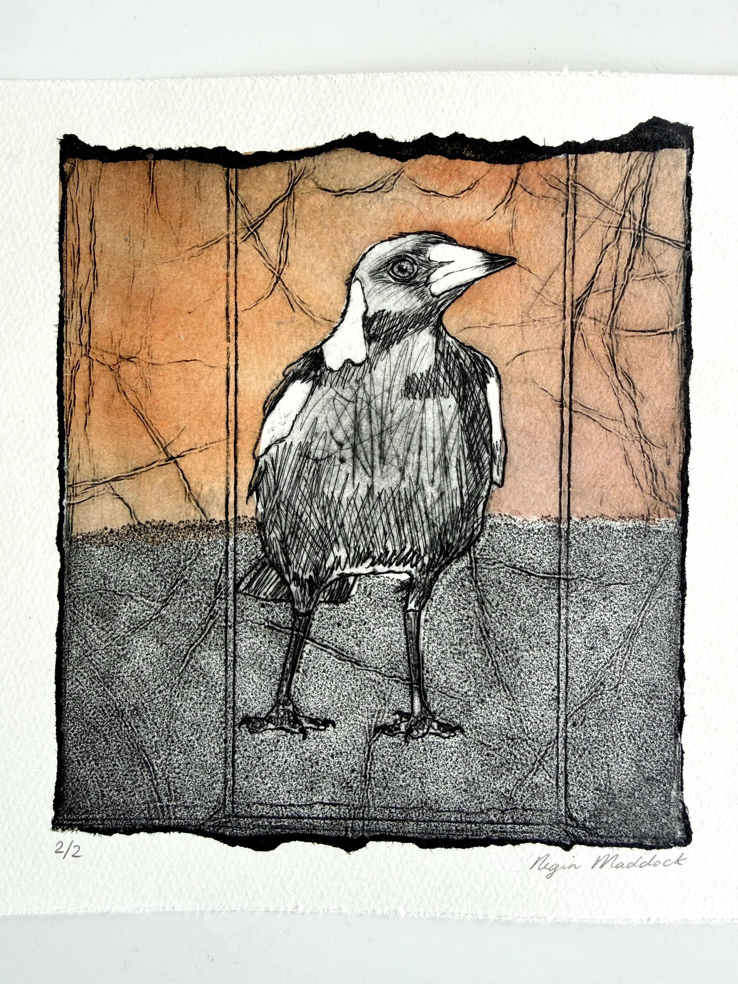 MagpieStudy_2.jpg