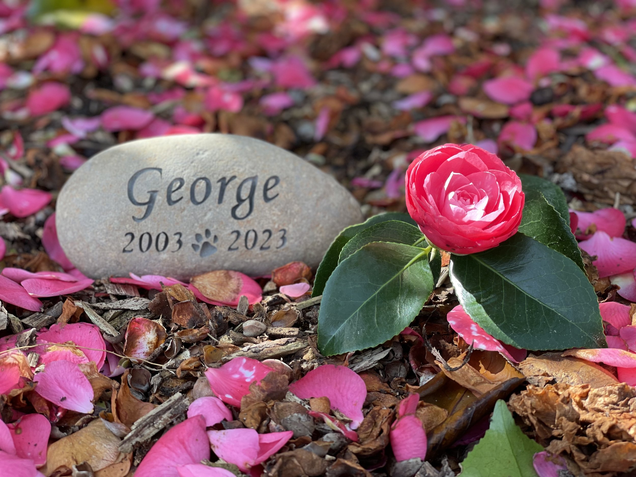 Engraved Stone Co_Pet Stone with years