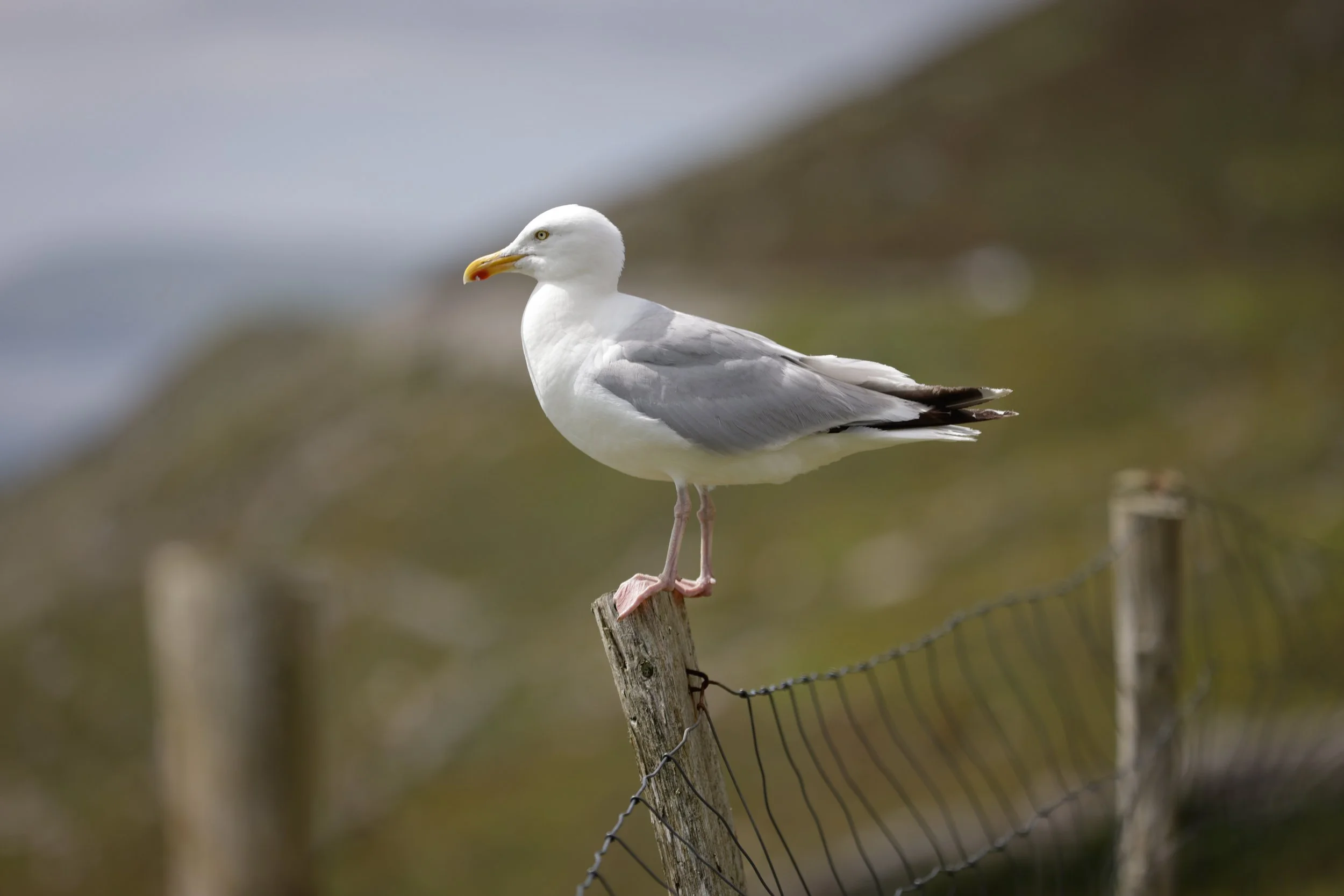 Hungrige Möwe am Ufer des Slea Head