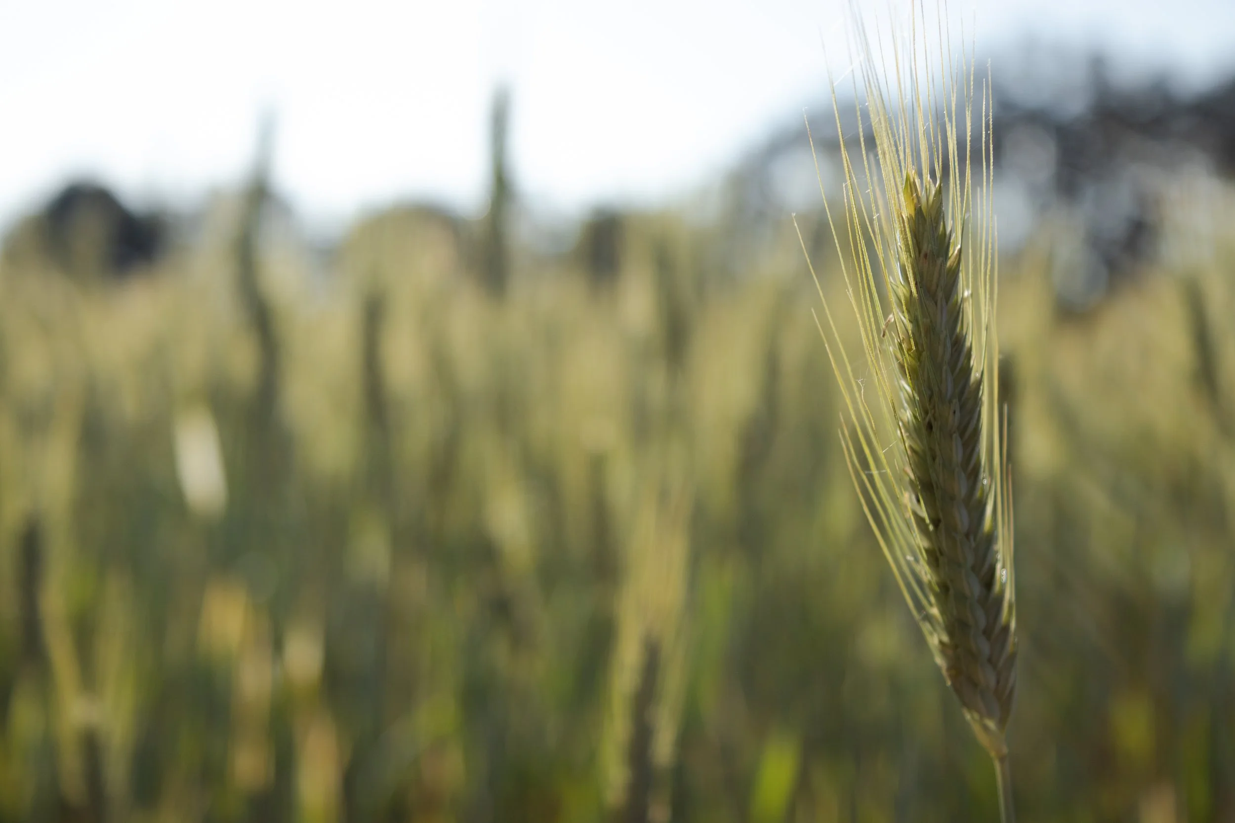 Gerste auf einem Feld bei Georgensgmünd