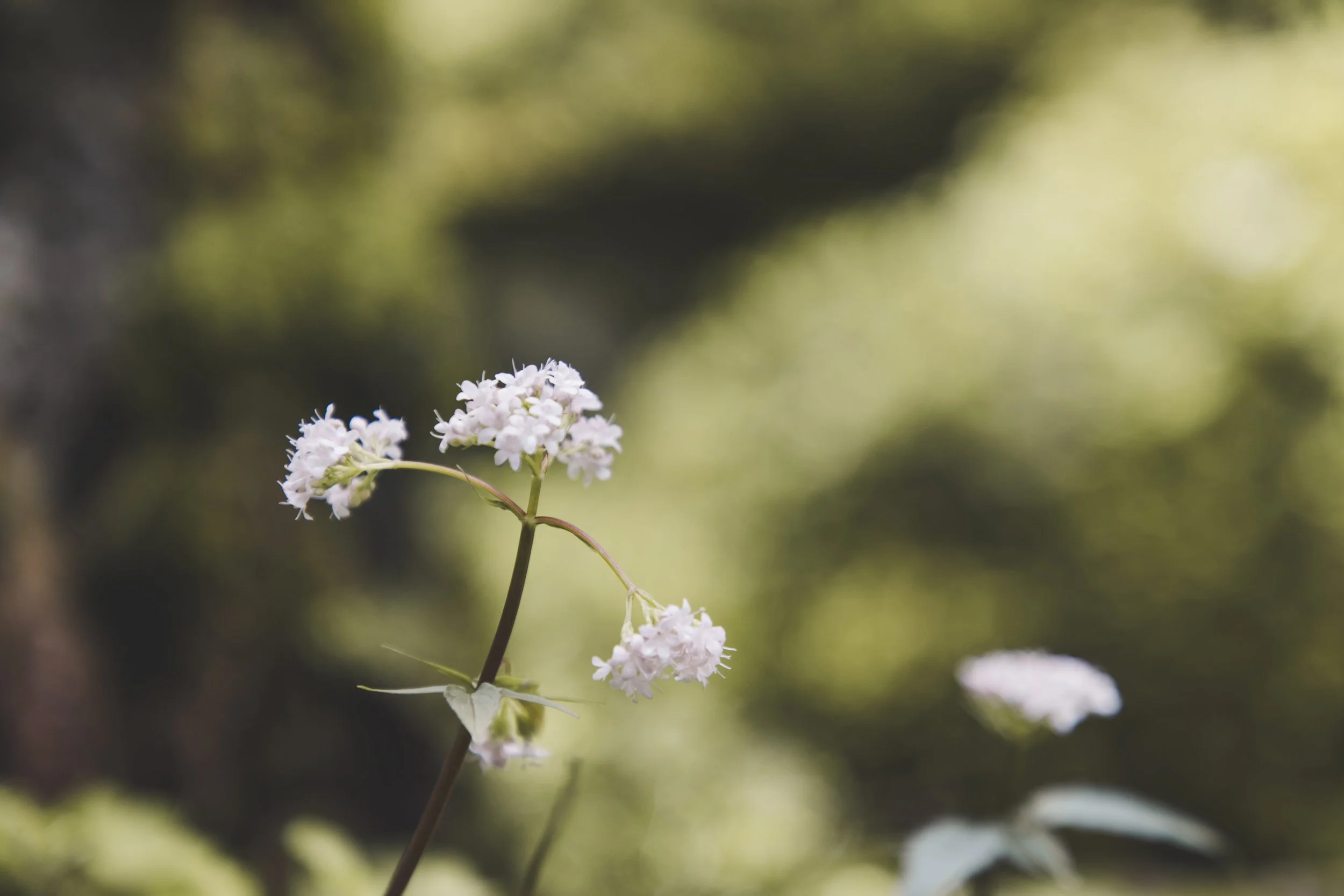 Bergbaldrian - und ein wunderschöner Hintergrund