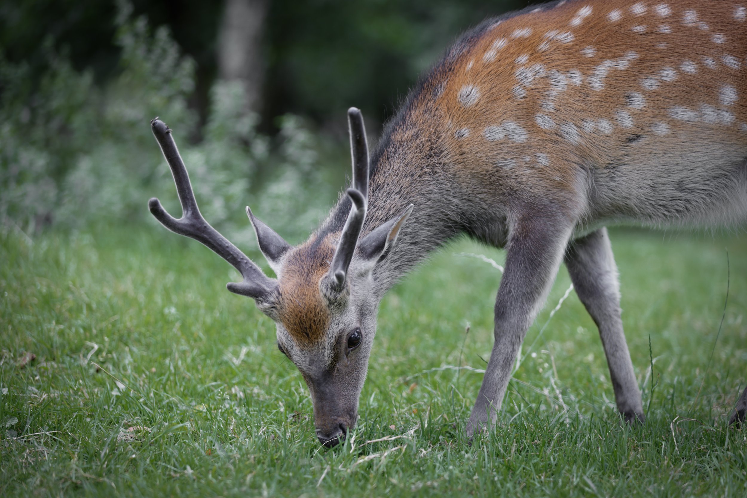 Sikawild bei Killarney