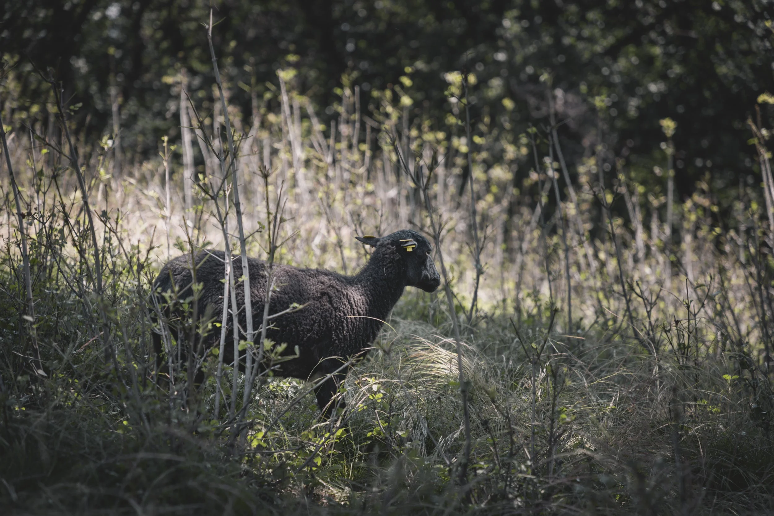 “wildes” Schaf bei Bozen