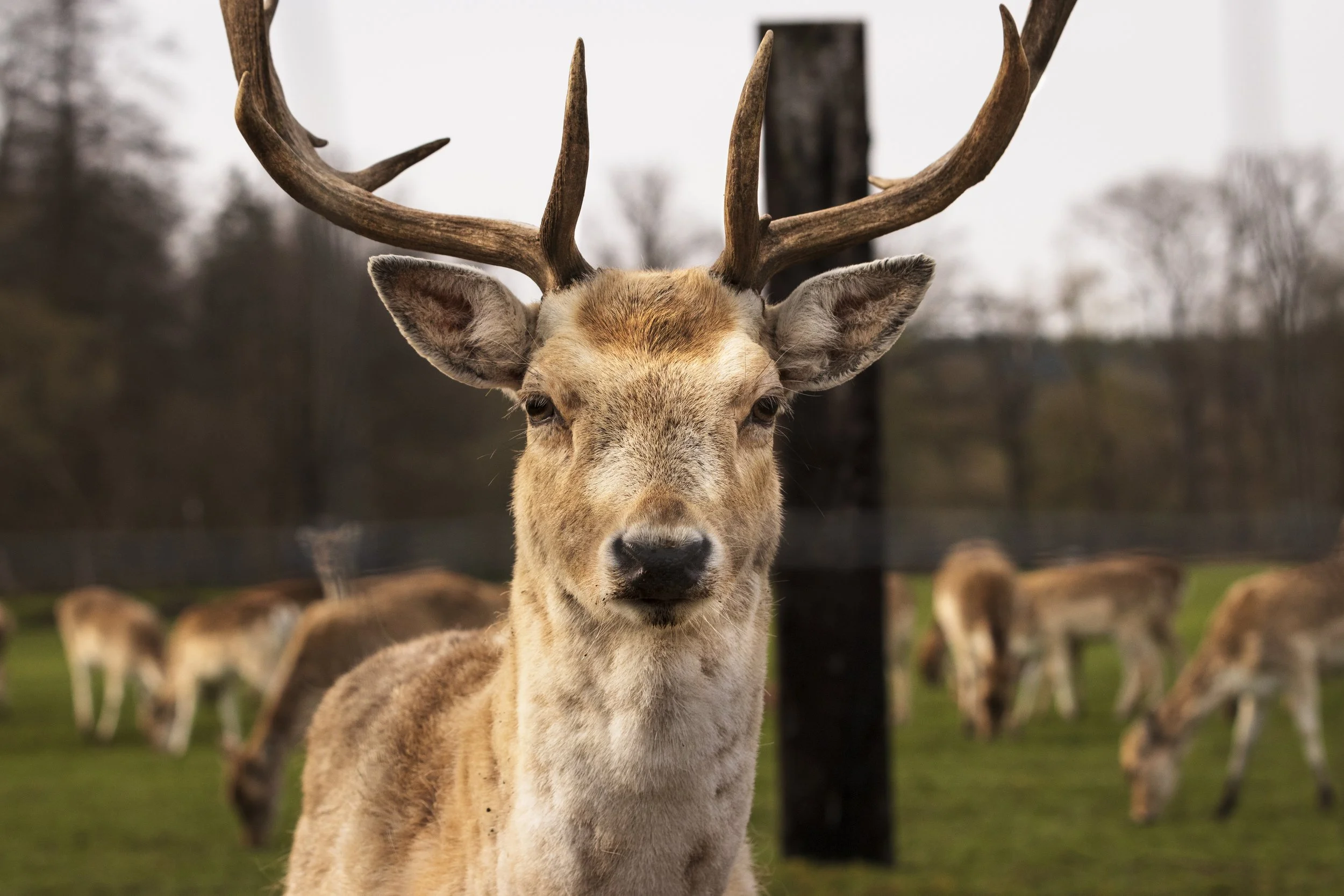 Damhirsch am frühen Morgen