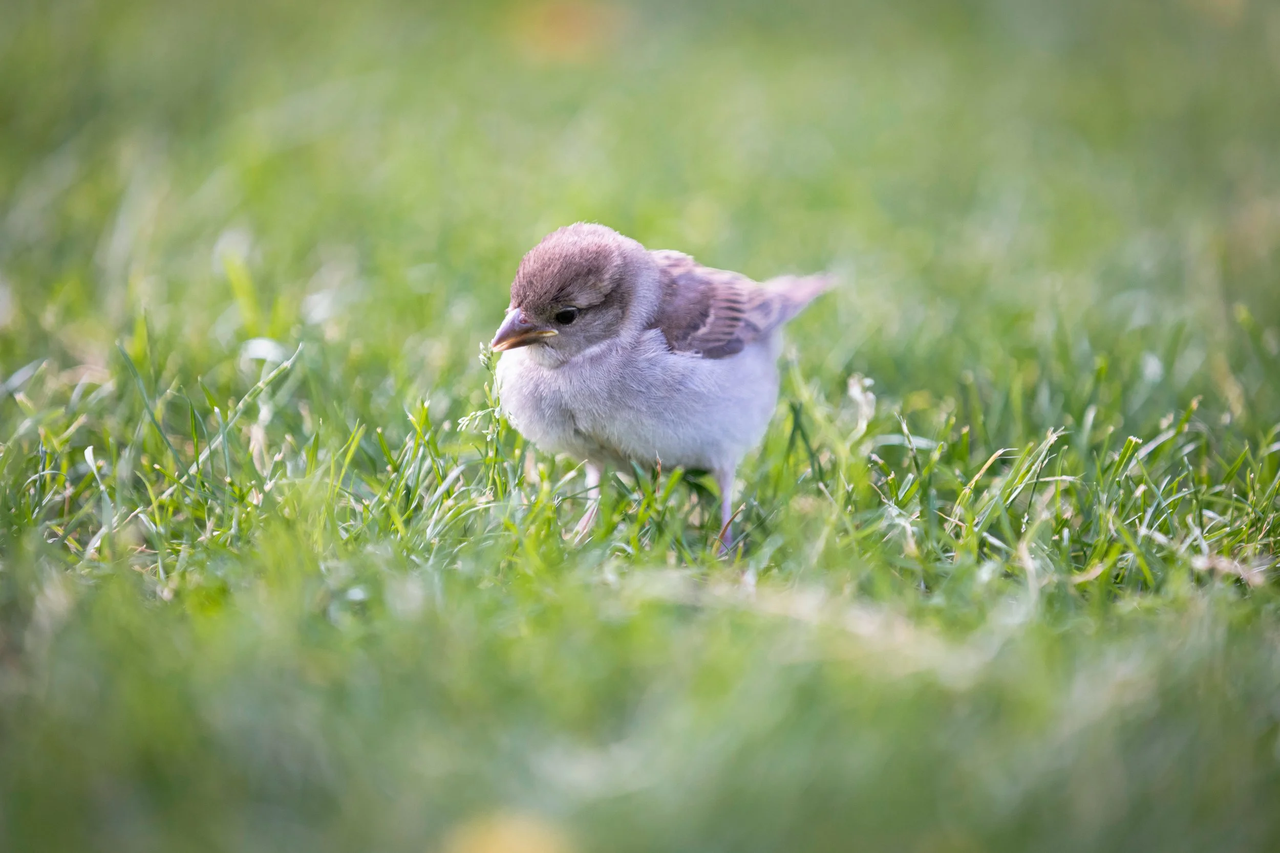 Neugieriger Spatz am Kalterer See