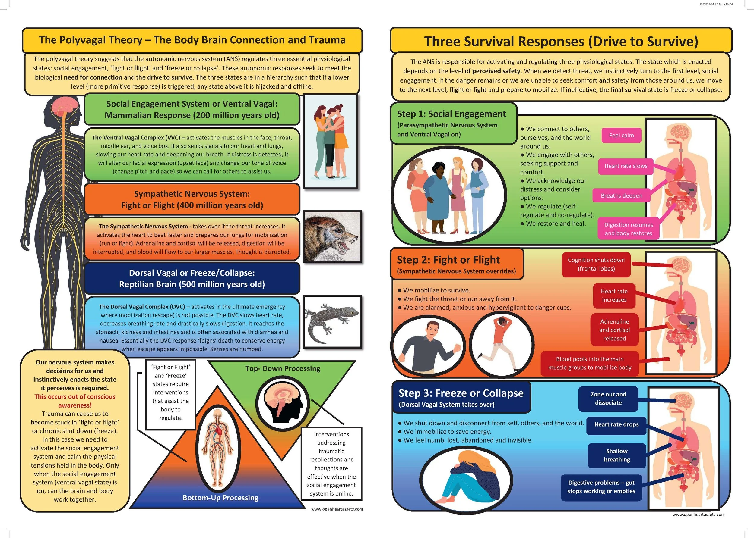 An infographic explaining the body-brain connection and trauma, covering the polyvagal theory, three survival responses, and the nervous system. It includes diagrams of the nervous system, animals representing different responses, and steps for fight, flight, freeze, and social engagement.