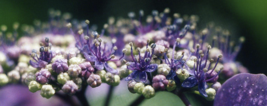 Refinement: beauty that is…