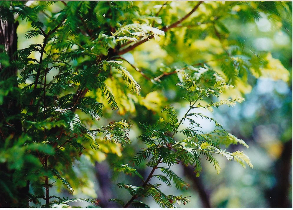 Etymology and peeling meanings