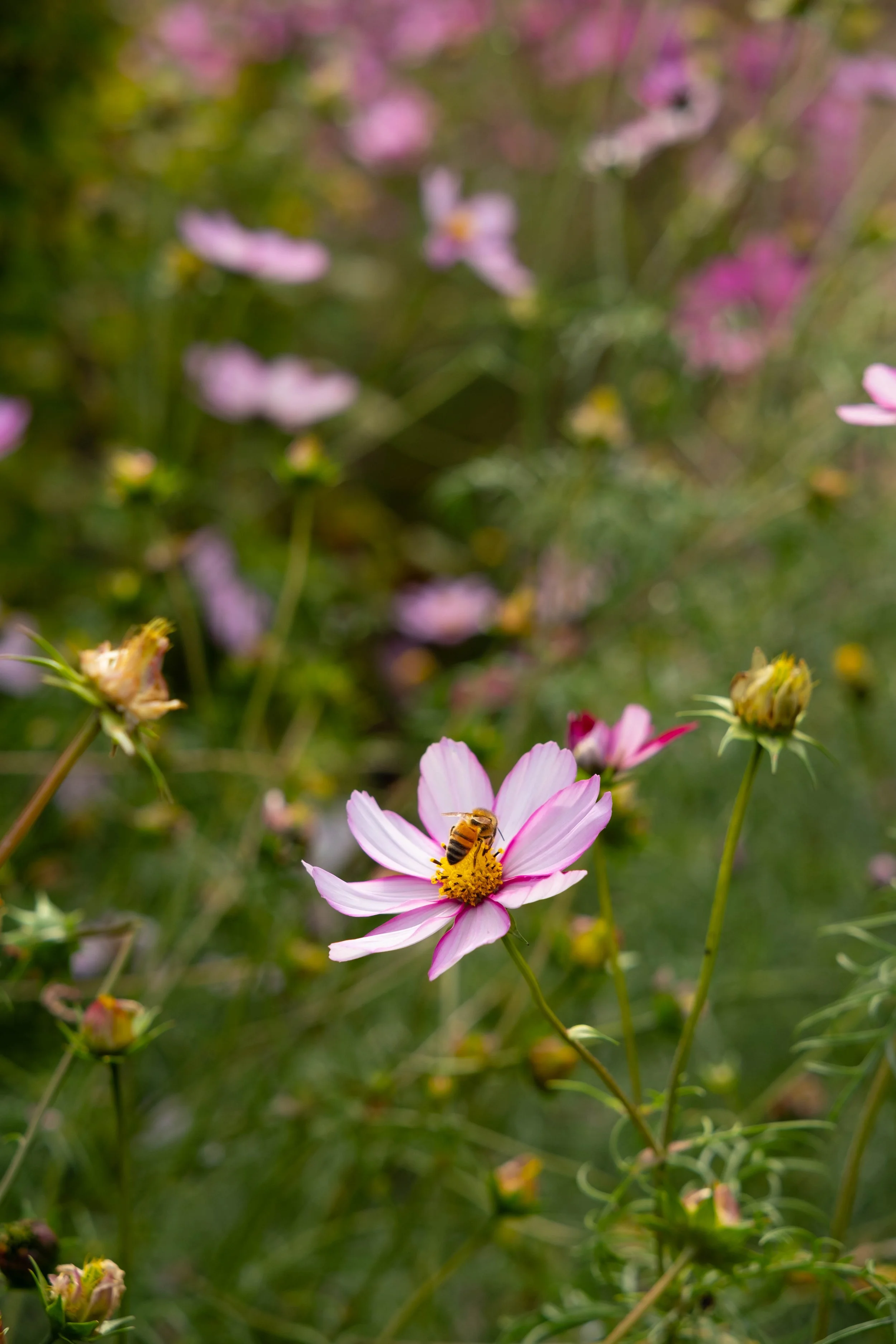 A bee collecting nectar from a pink and white flower in a garden with more flowers in the background.