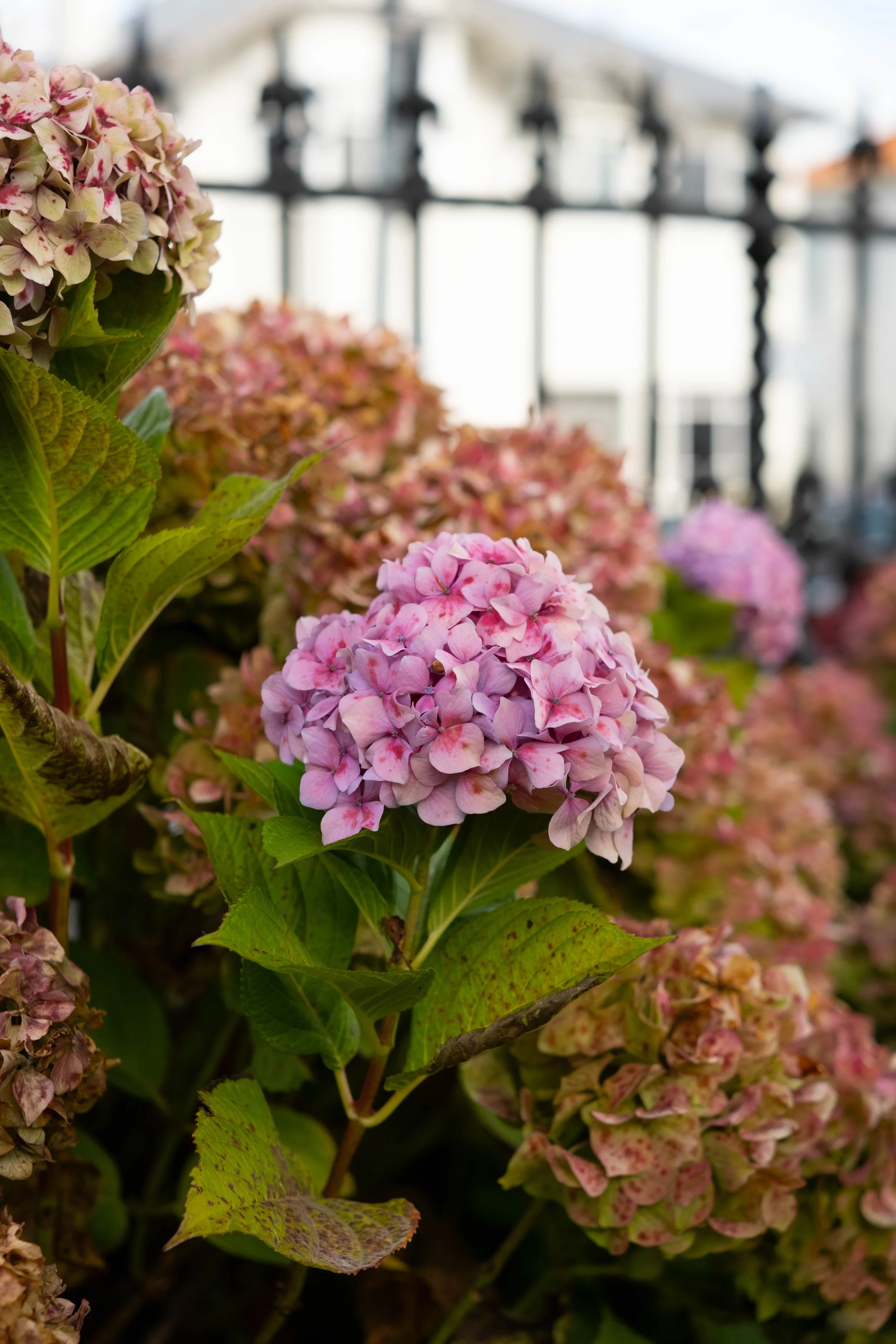 Close-up of pink and purple hydrangea flowers with green leaves in front of a black metal fence.