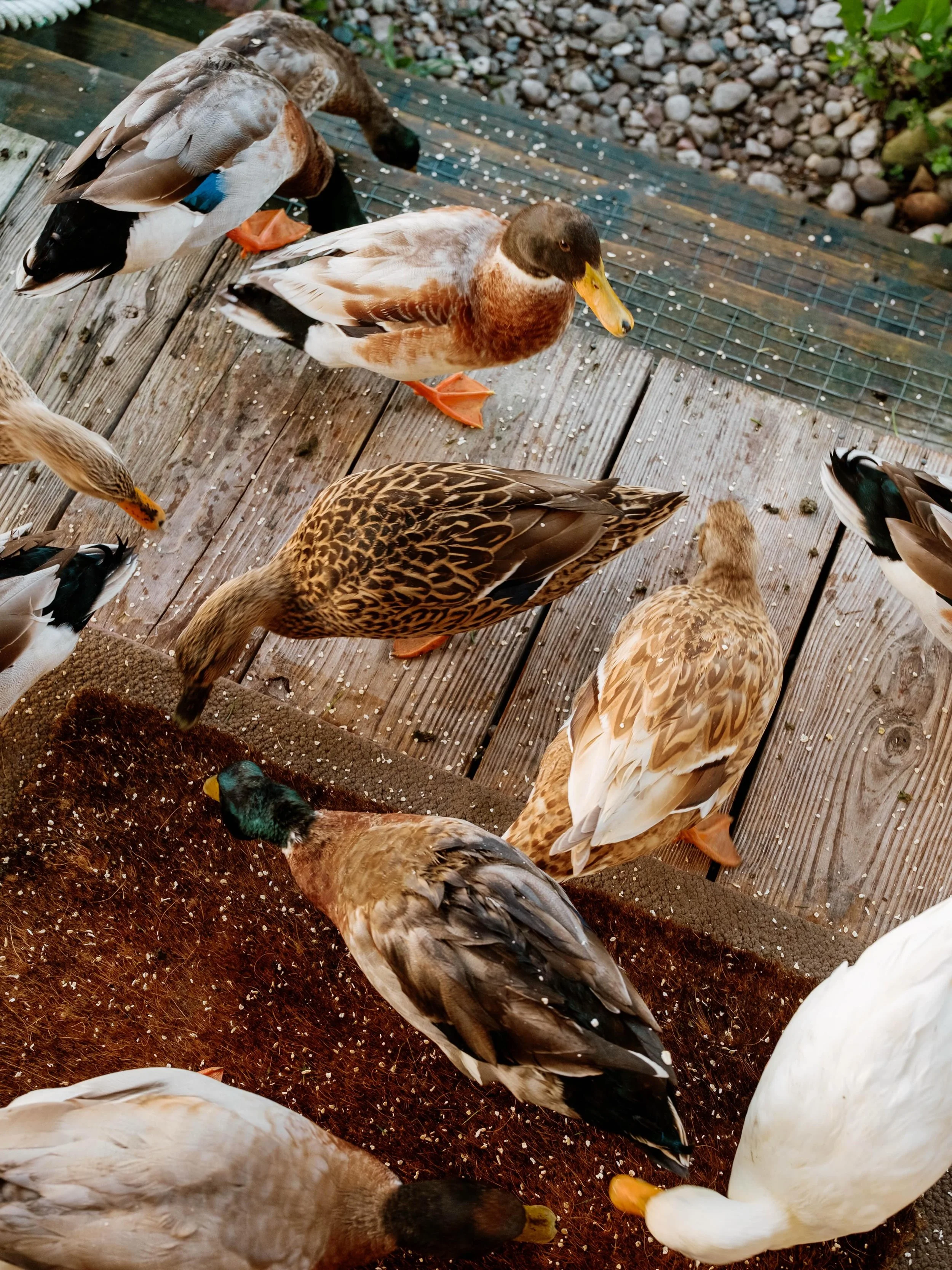 Missing the girls terribly 🦆

#lettesbayducks #ducksinarow #captainsrest #lettesbay #strahan
