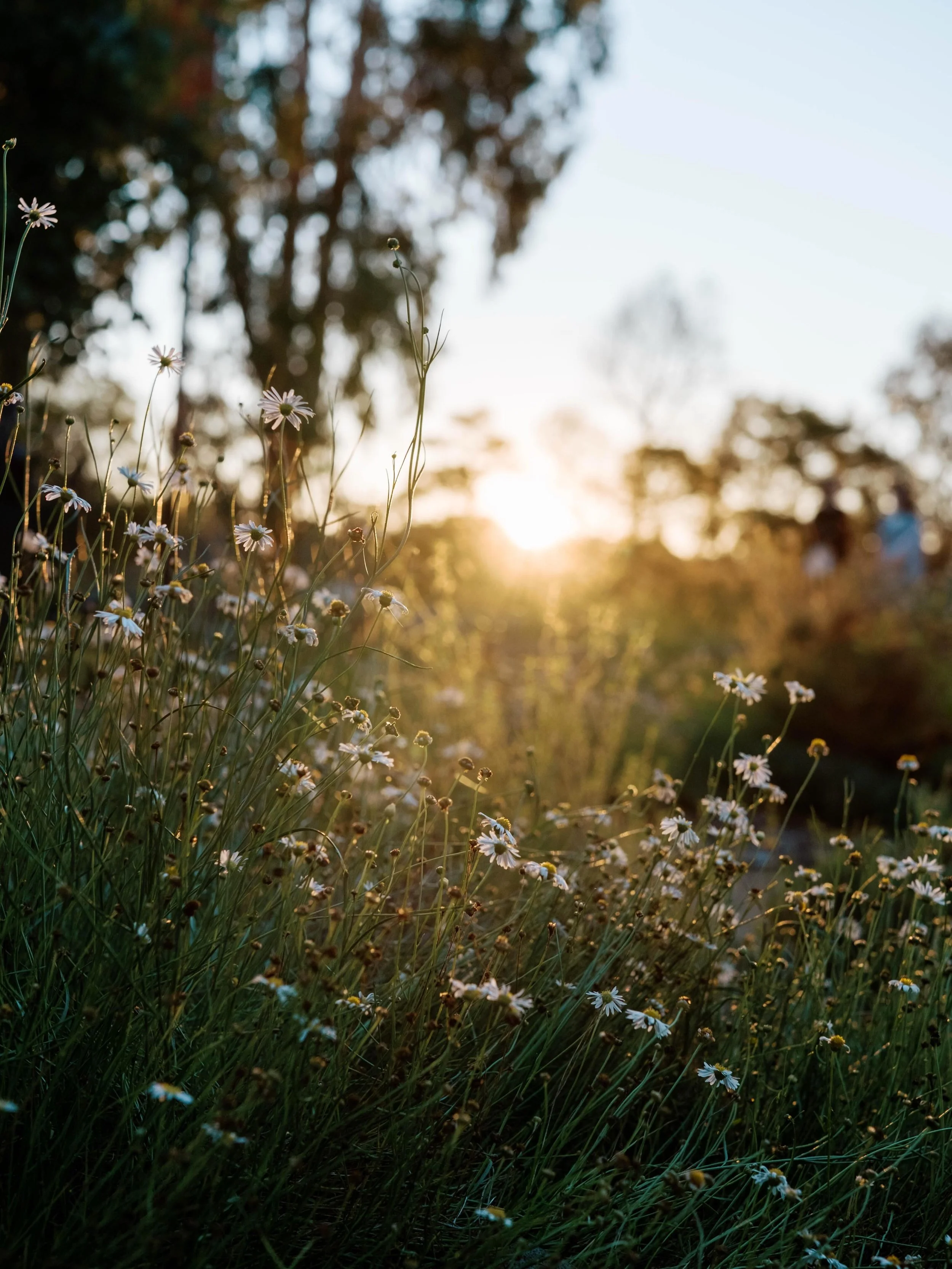 Autumn in Bendigo is magic. I am so lucky to live opposite the @bendigobotanicgardens and see the ever-changing flora as the seasons come and go. The perfect place for inspiration, I&rsquo;ve modelled a lot of my own garden off the beautiful native p