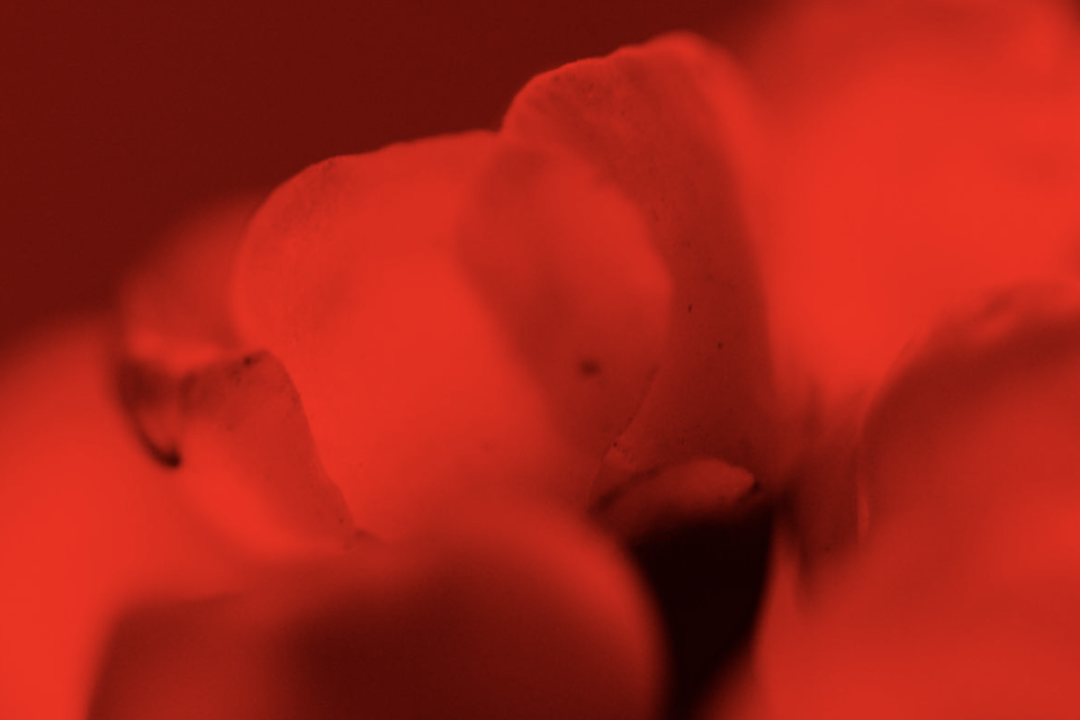 Travis Cook single "Fingertips Like Fairydust" album artwork featuring an abstract, blurry macro close-up bathed in vibrant, saturated red light.