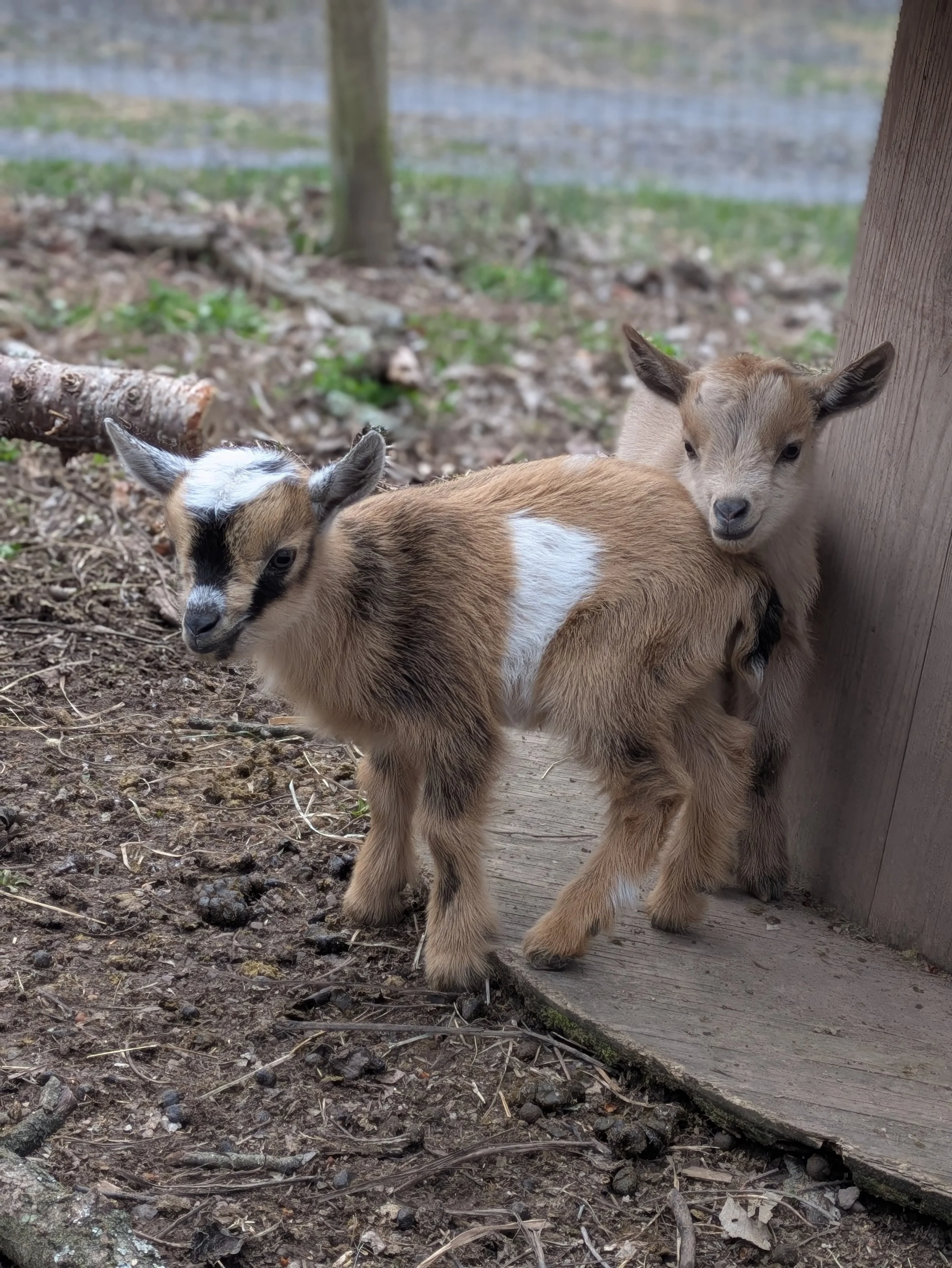 baby goats 26.jpg