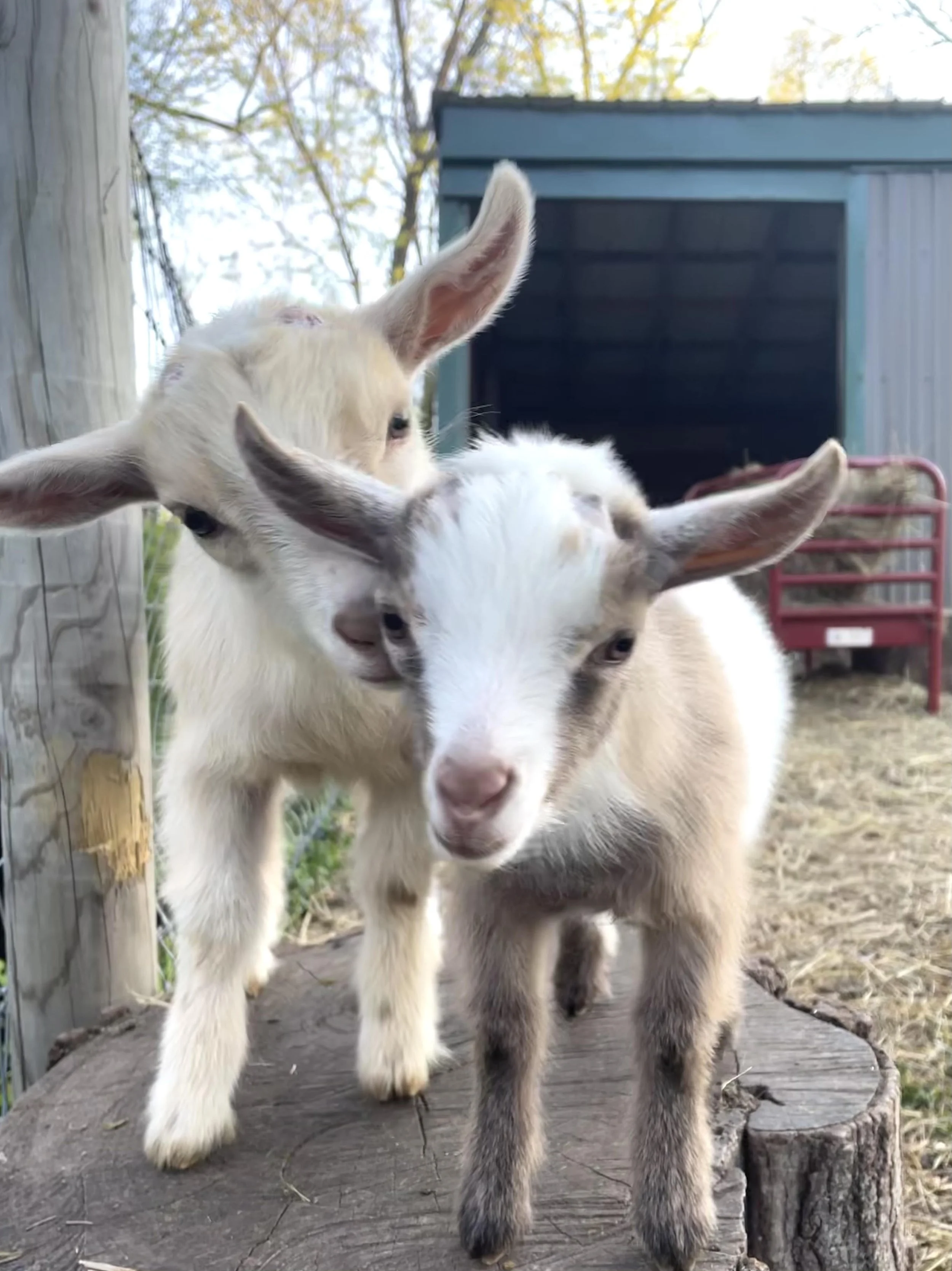nigerian baby goat.jpg