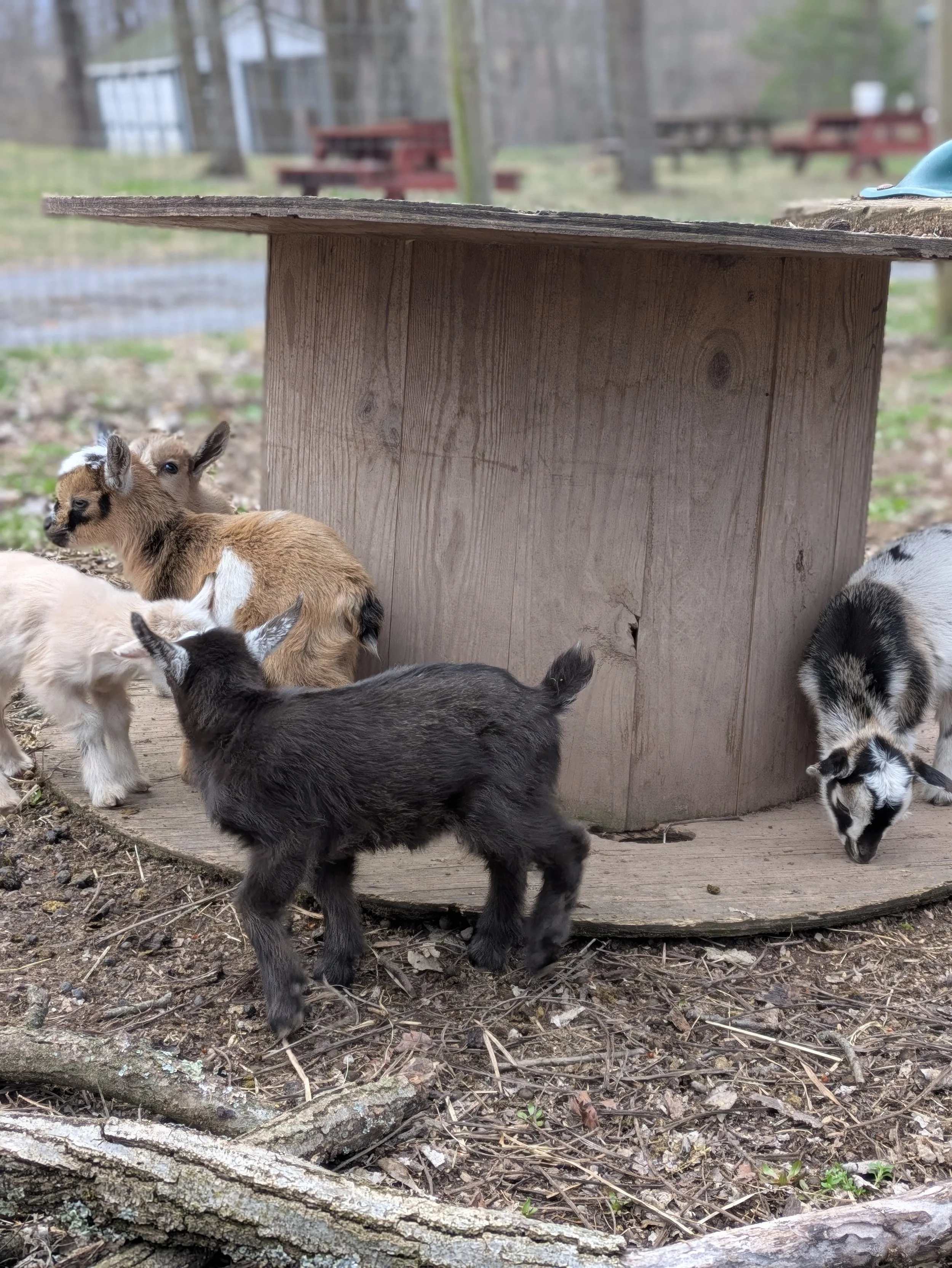 baby goats26.jpg